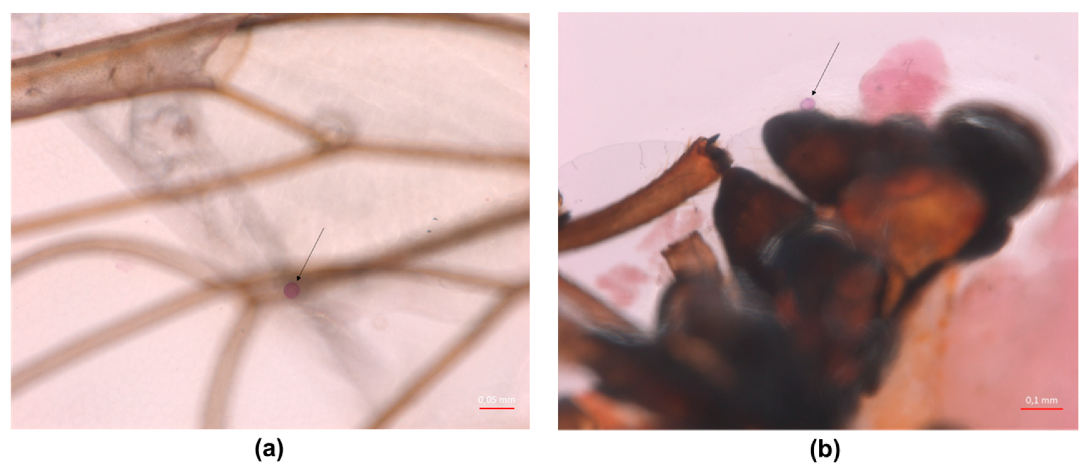 Insects 11 00835 g0a3 Insects 11 00835 g0a3