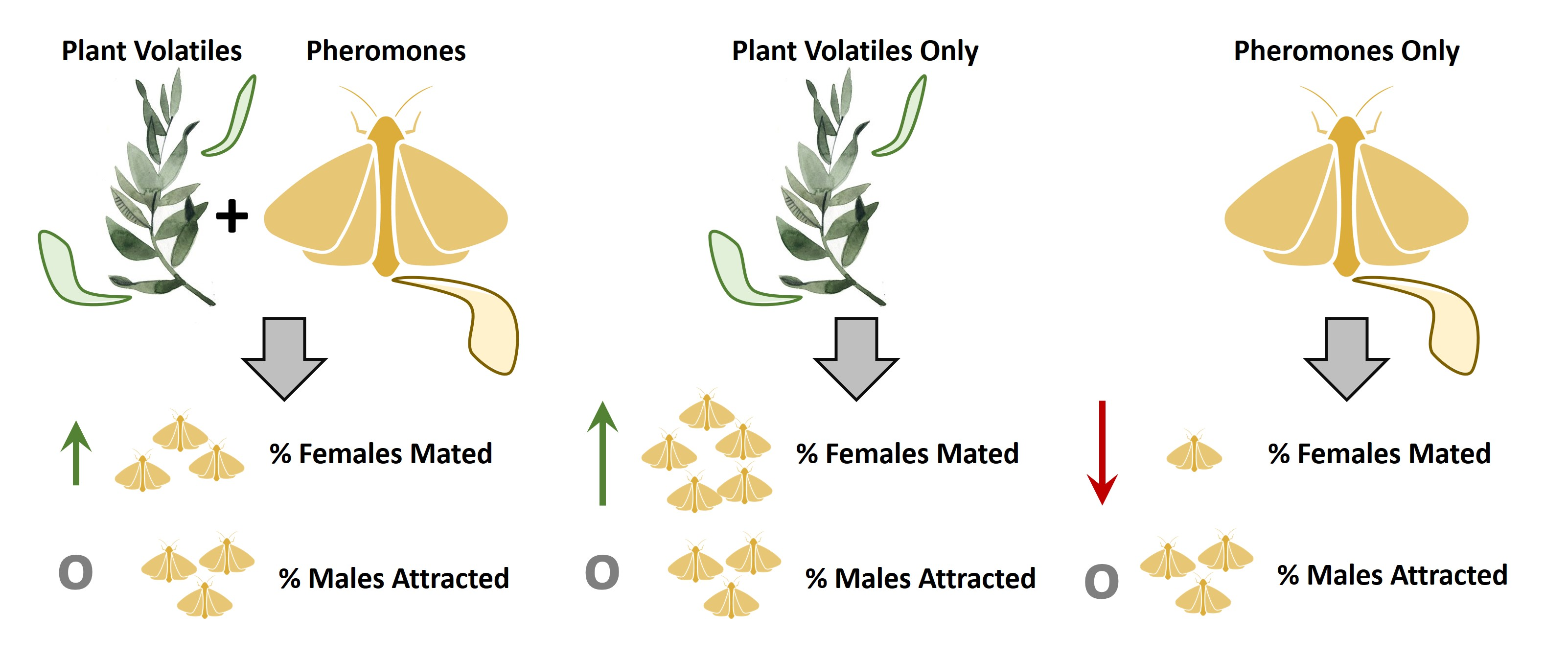 Forum pheromone Resource Spotlight: