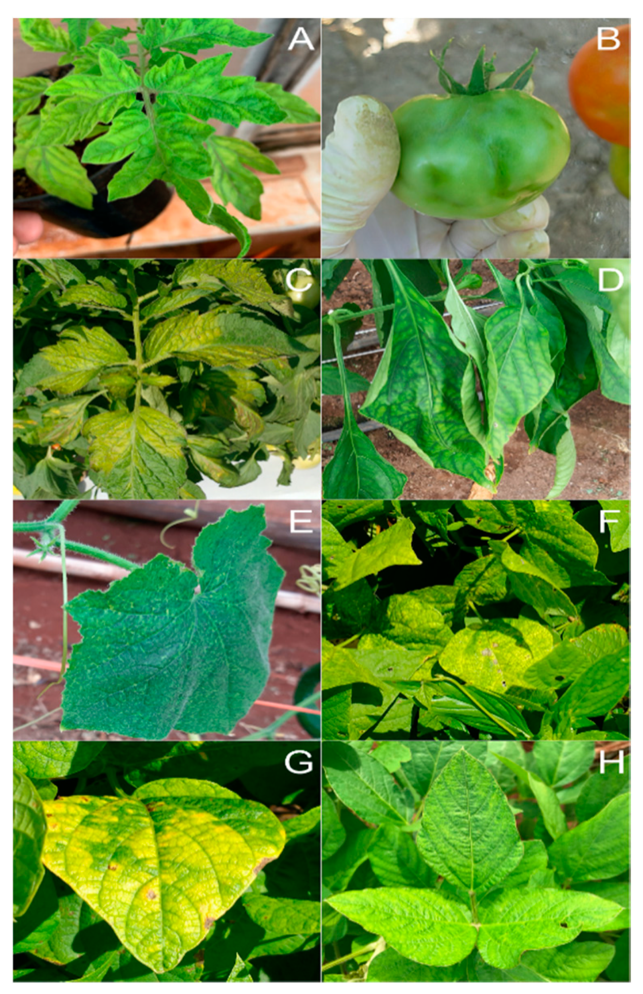 Insects 11 00847 g002 Insects 11 00847 g002