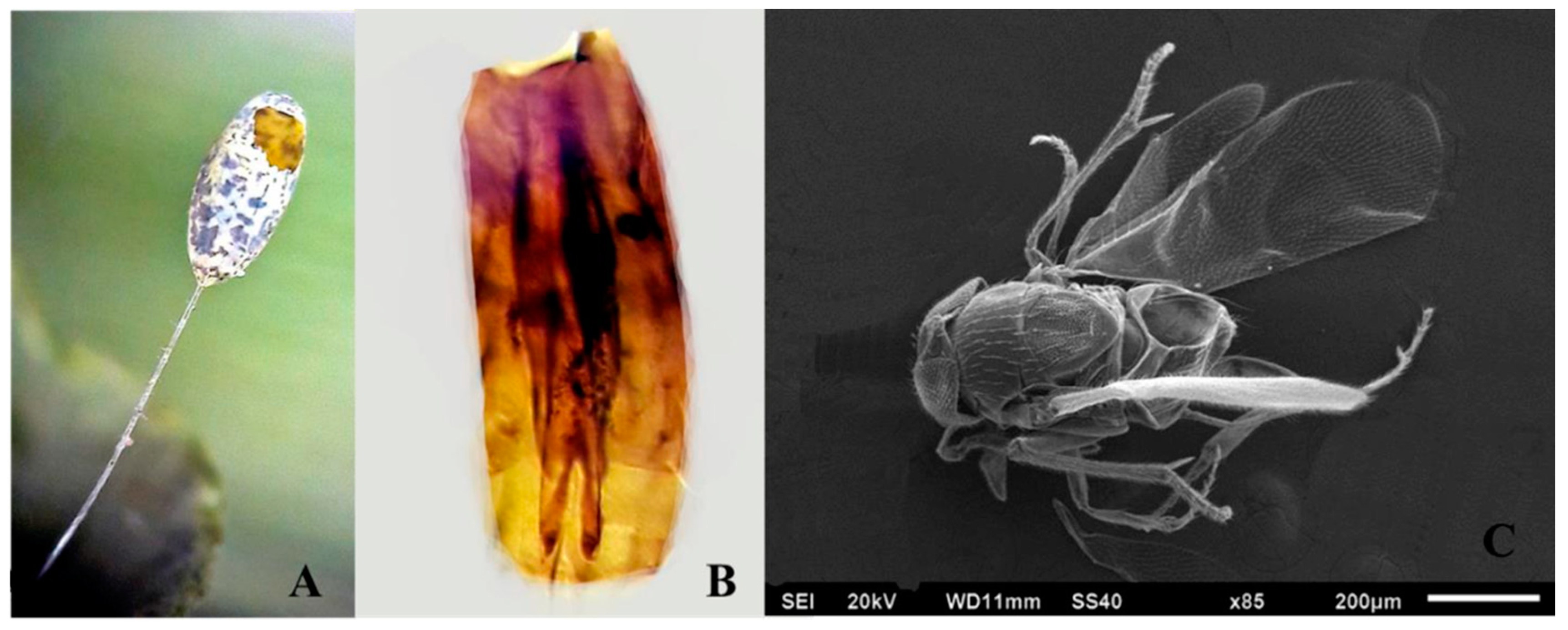 Insects 11 00849 g001