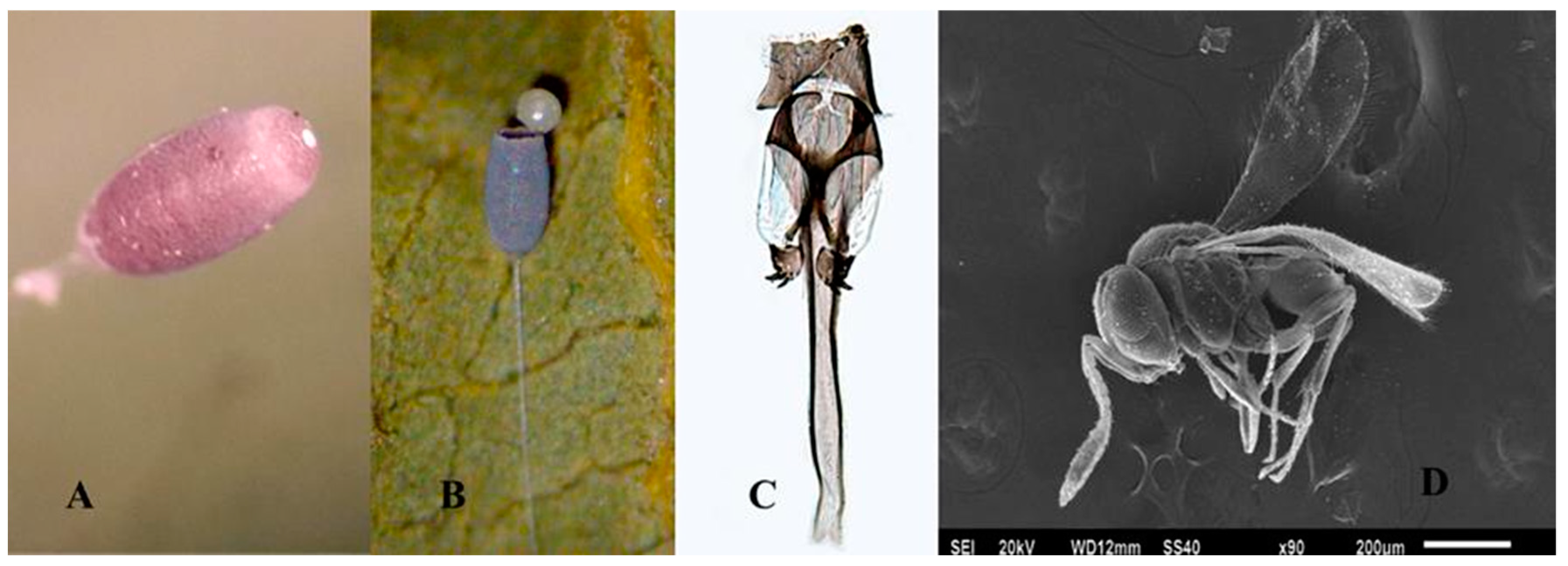 Insects 11 00849 g002