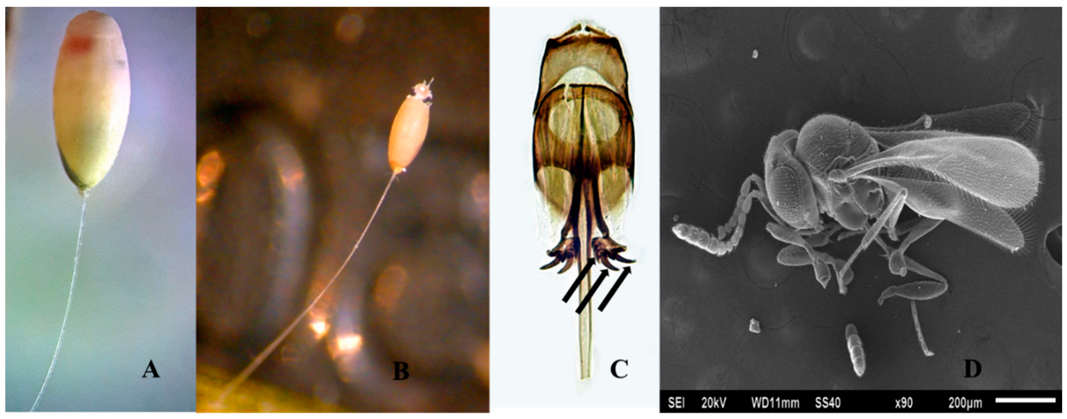 Insects 11 00849 g003