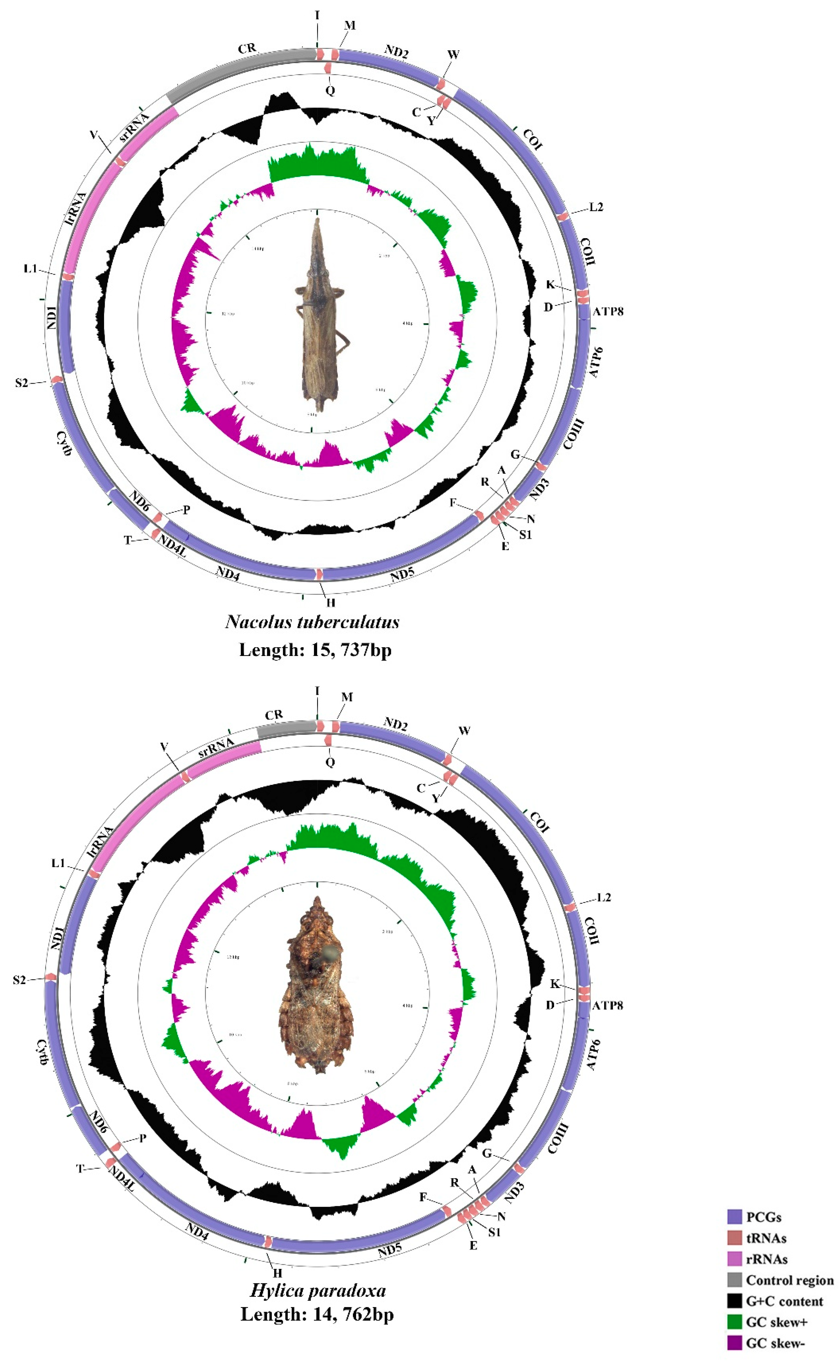Insects 11 00869 g001 Insects 11 00869 g001
