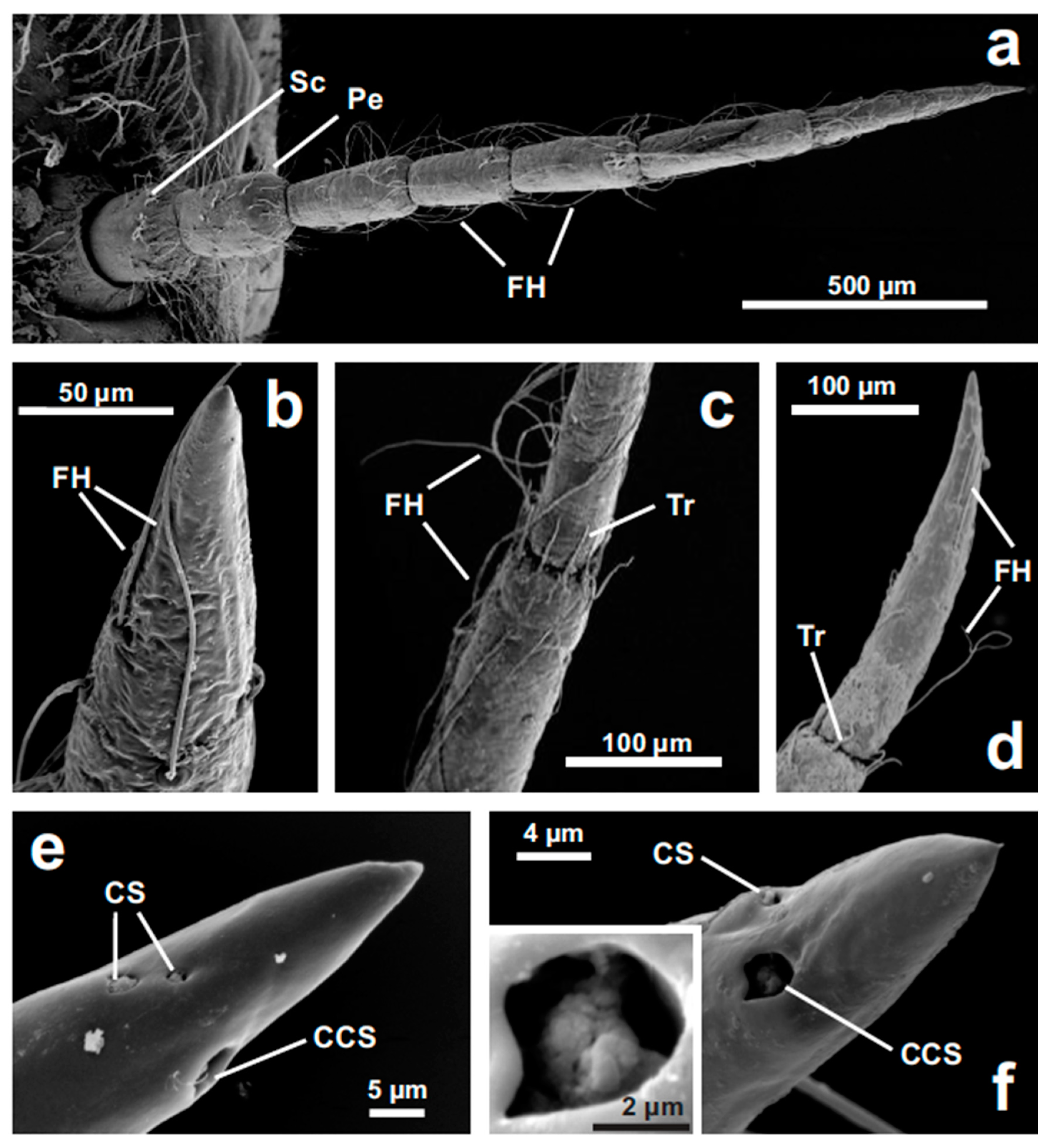 Insects 11 00886 g001 Insects 11 00886 g001