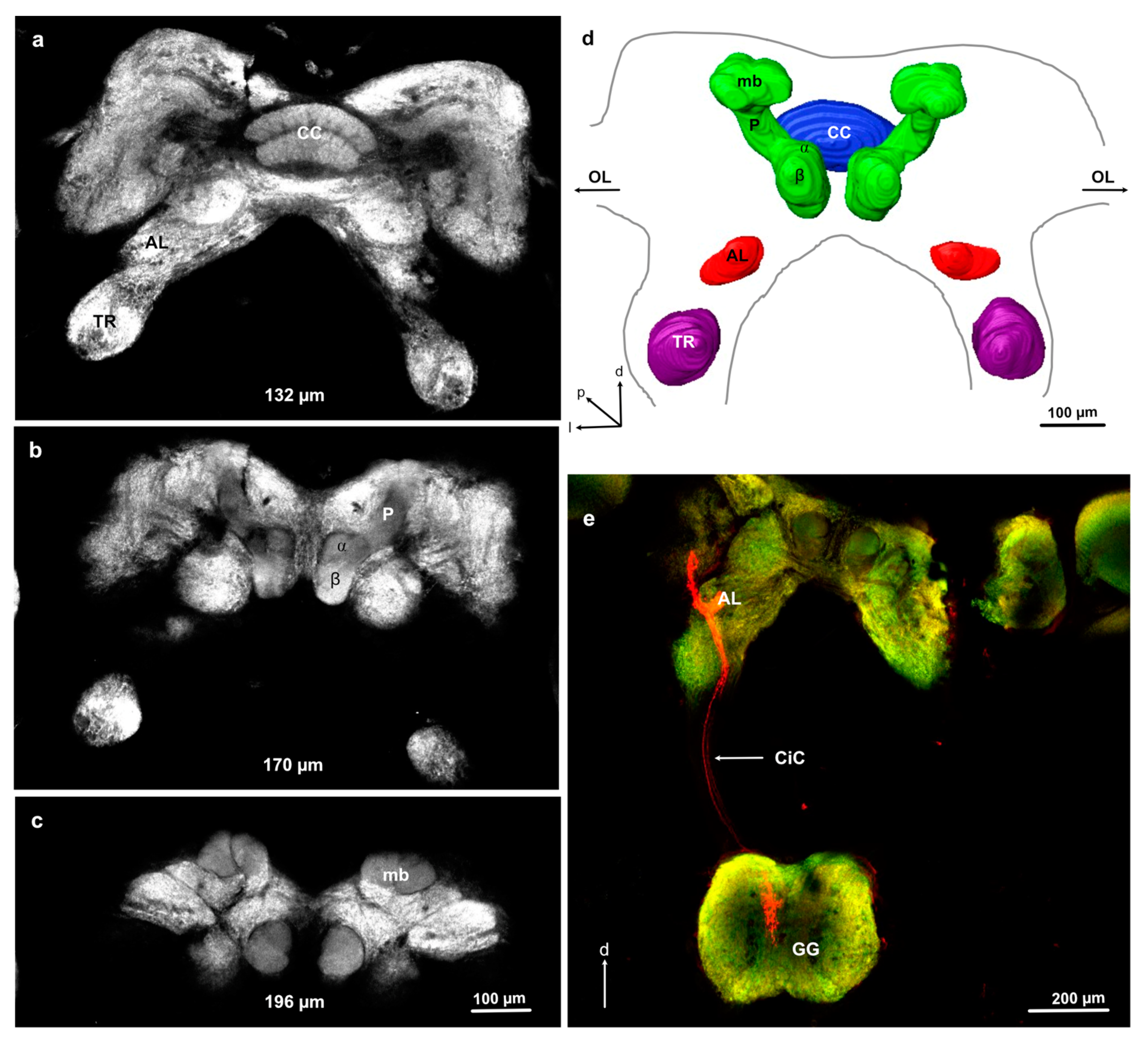 Insects 11 00886 g002 Insects 11 00886 g002