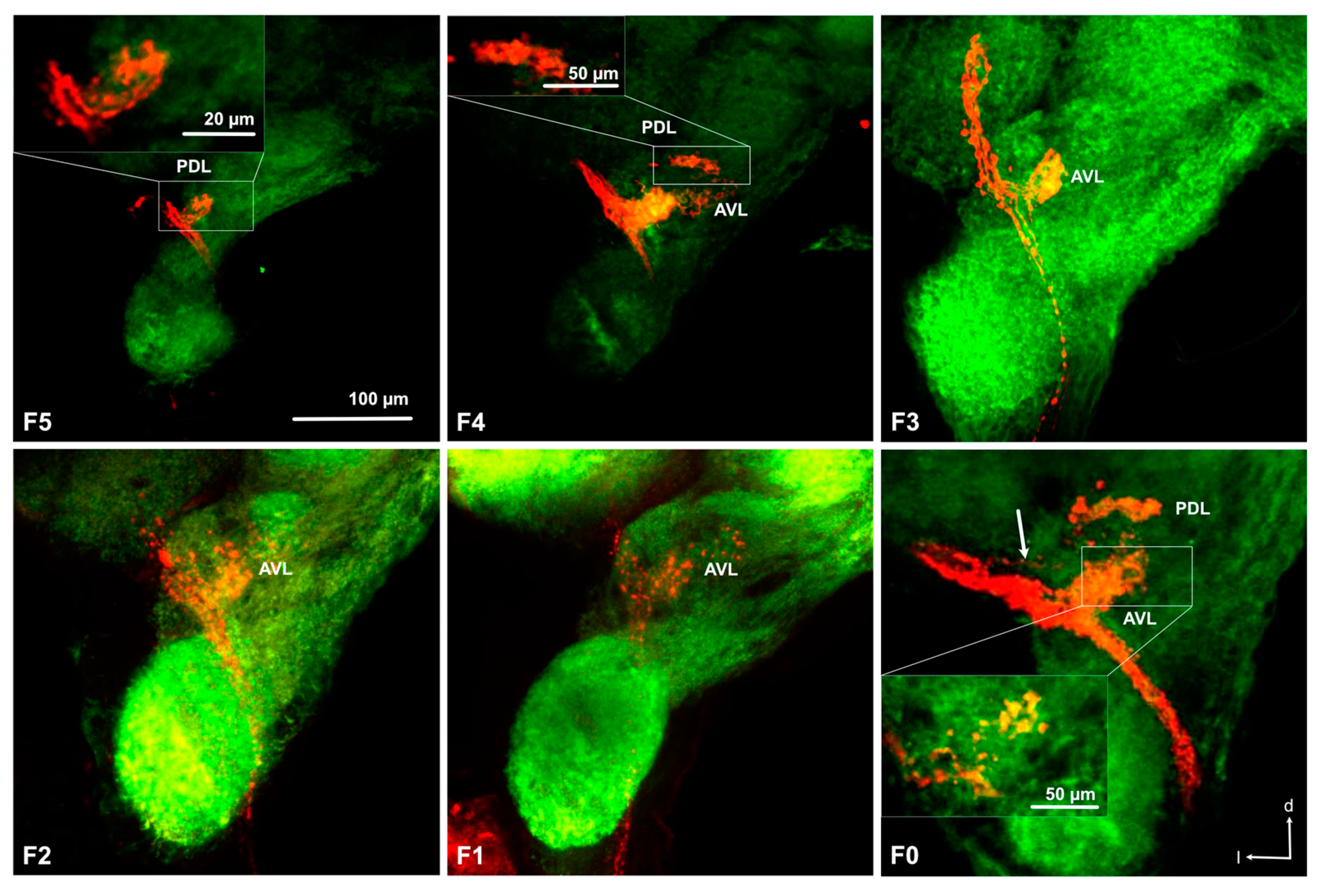 Insects 11 00886 g004 Insects 11 00886 g004