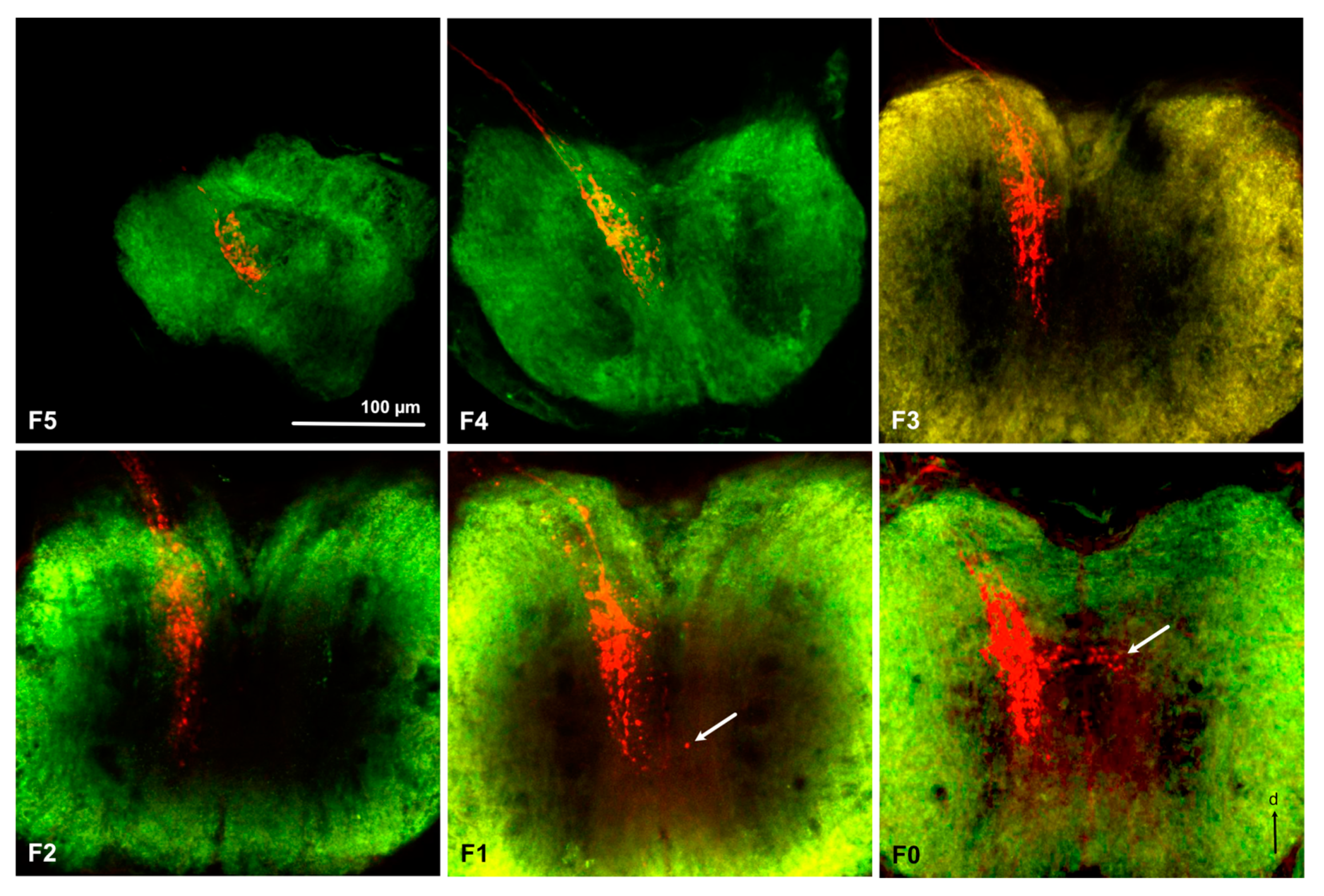 Insects 11 00886 g005 Insects 11 00886 g005
