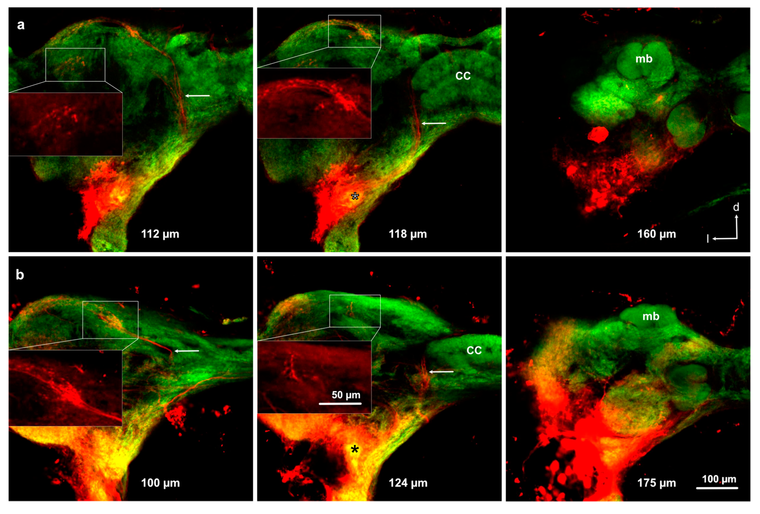 Insects 11 00886 g006 Insects 11 00886 g006