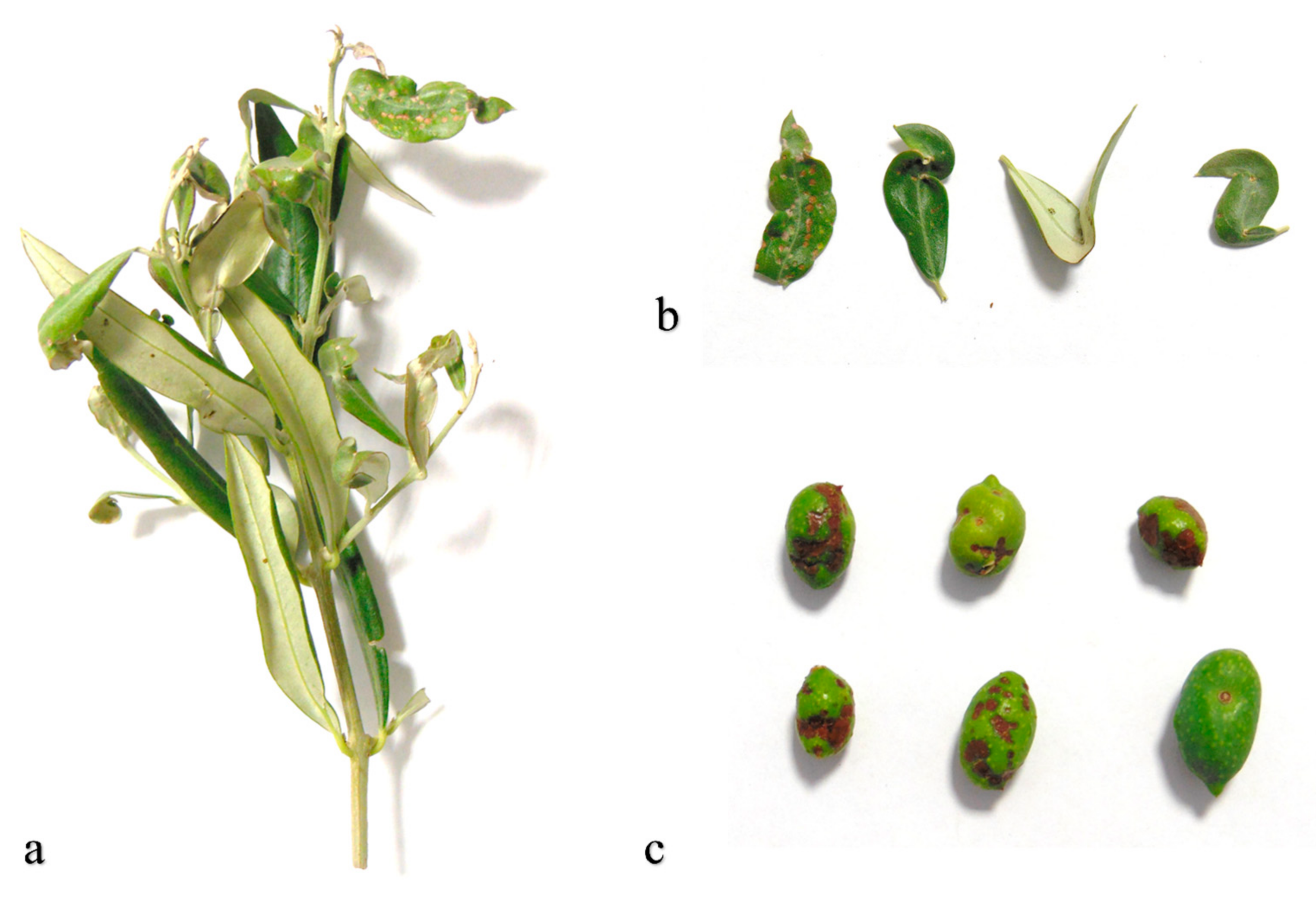 Insects 11 00887 g001