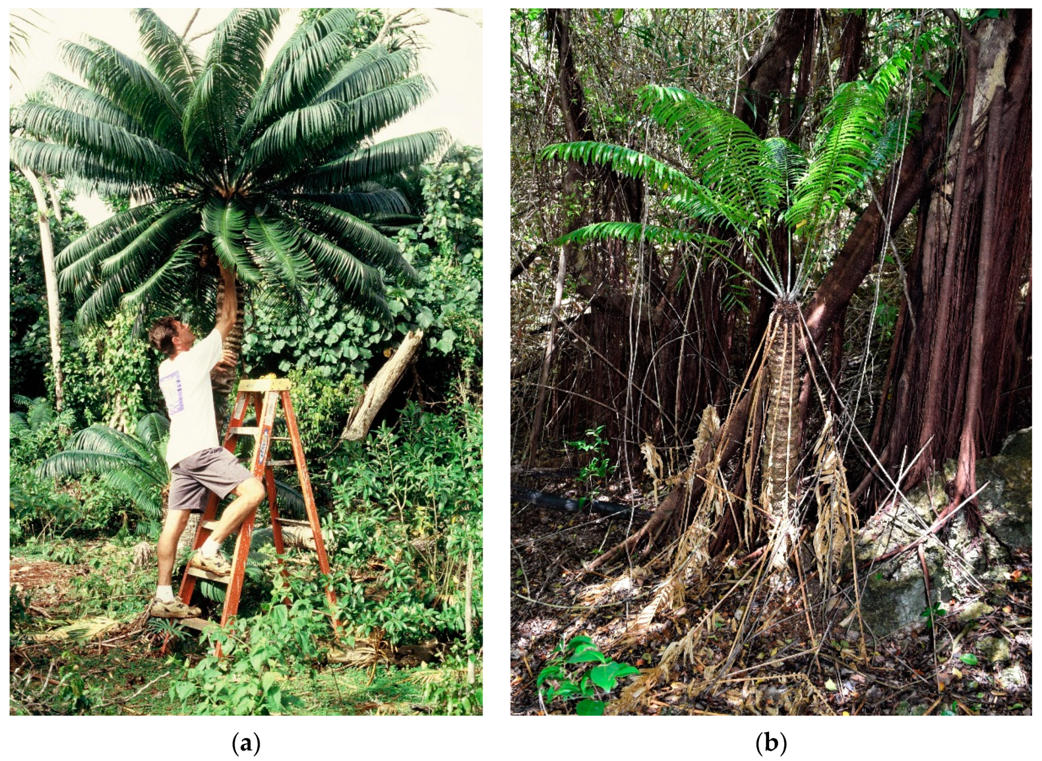 Insects 11 00888 g001