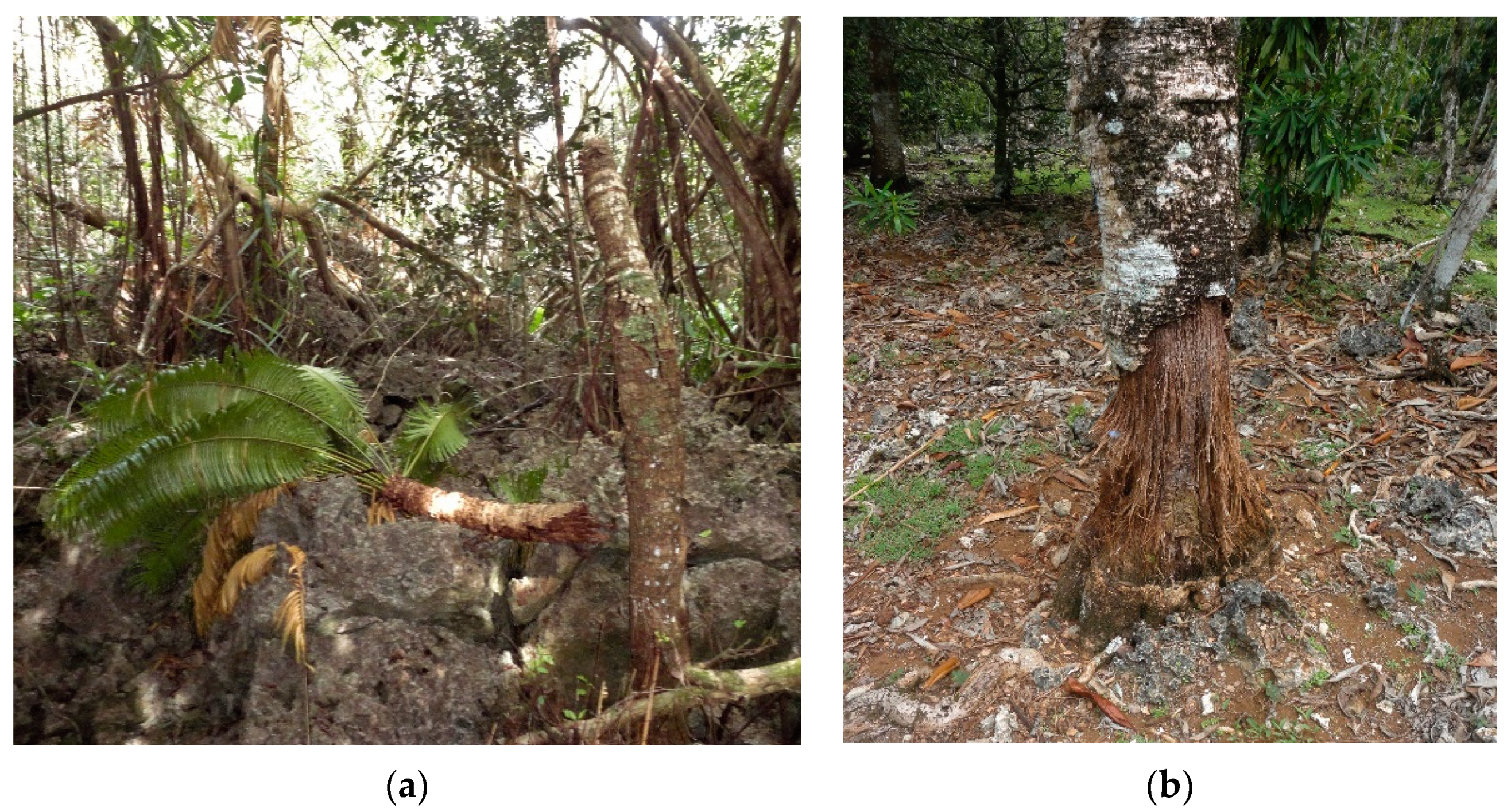 Insects 11 00888 g003