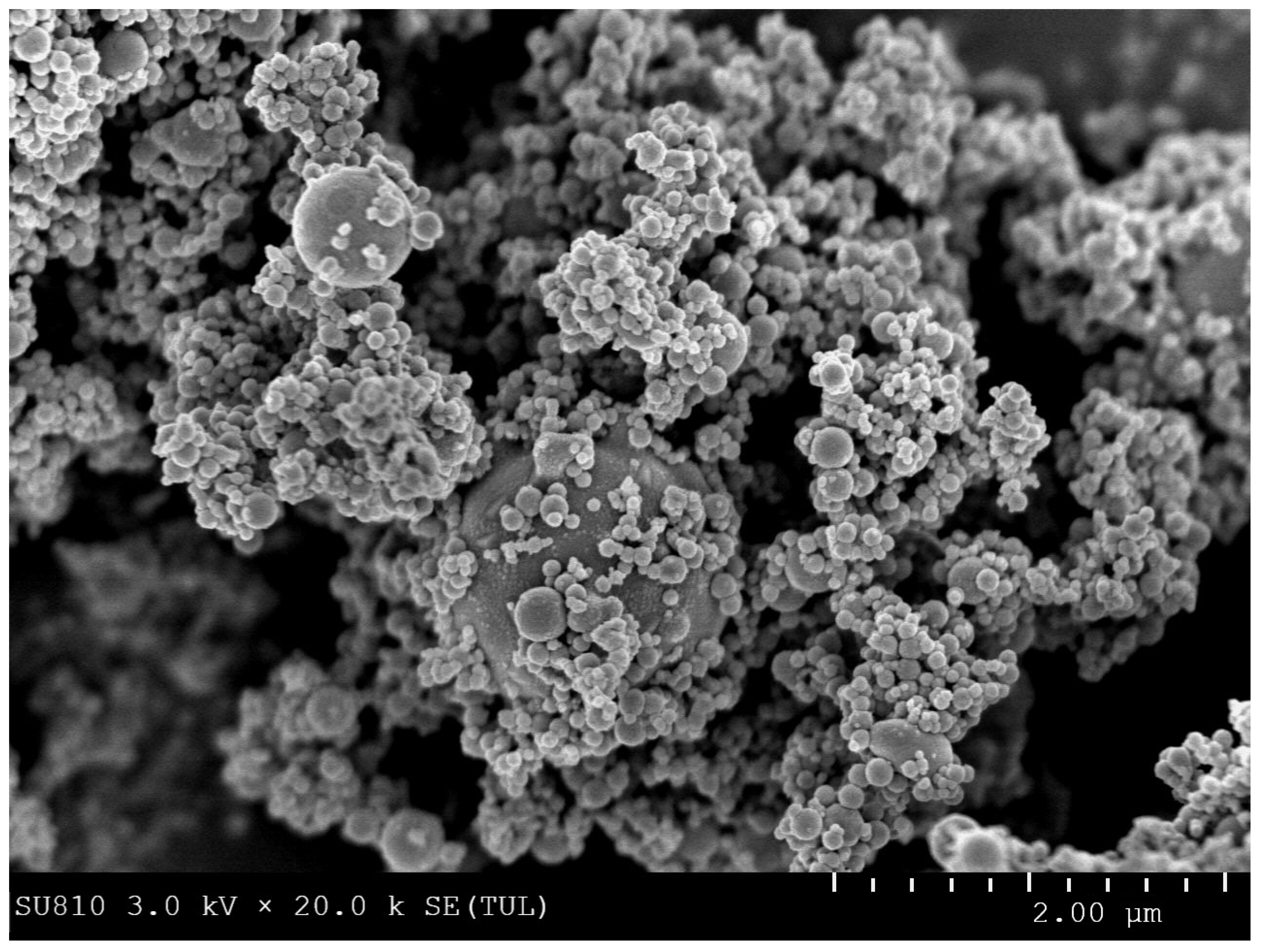 Insects 11 00895 g002