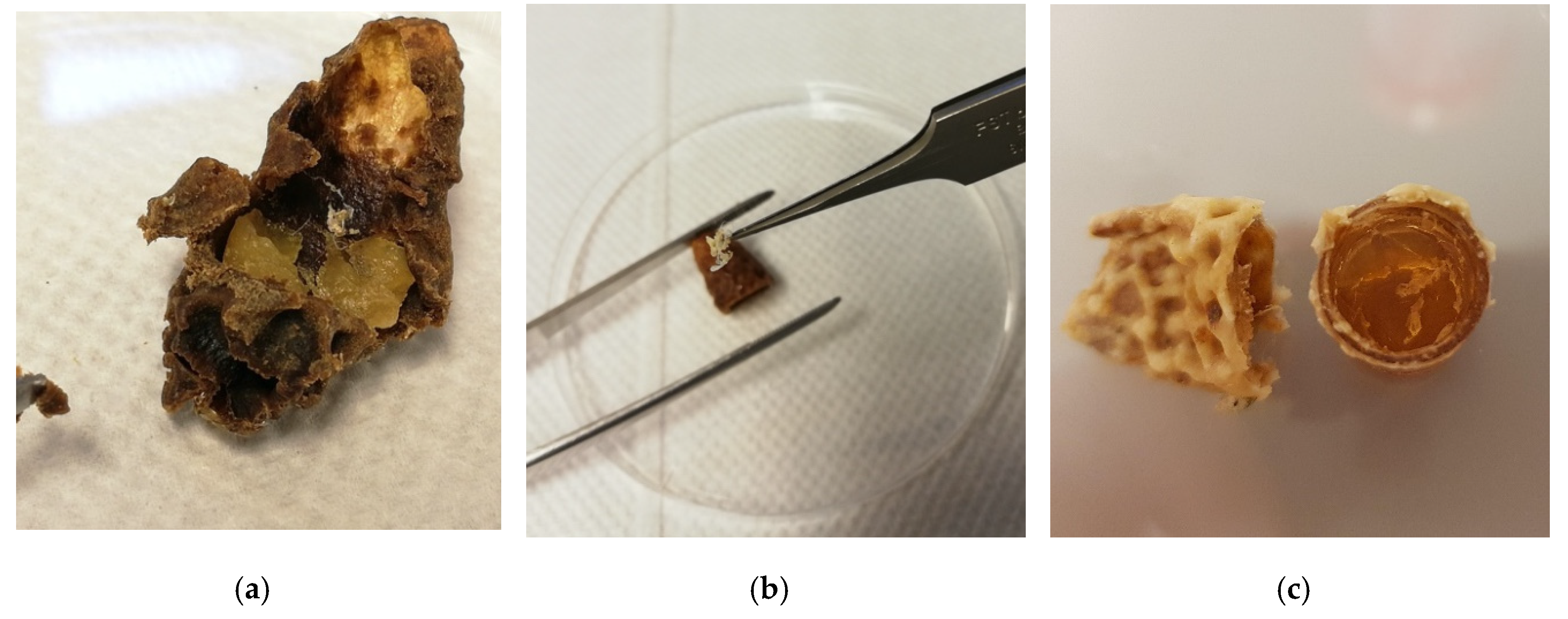 Insects 11 00896 g001