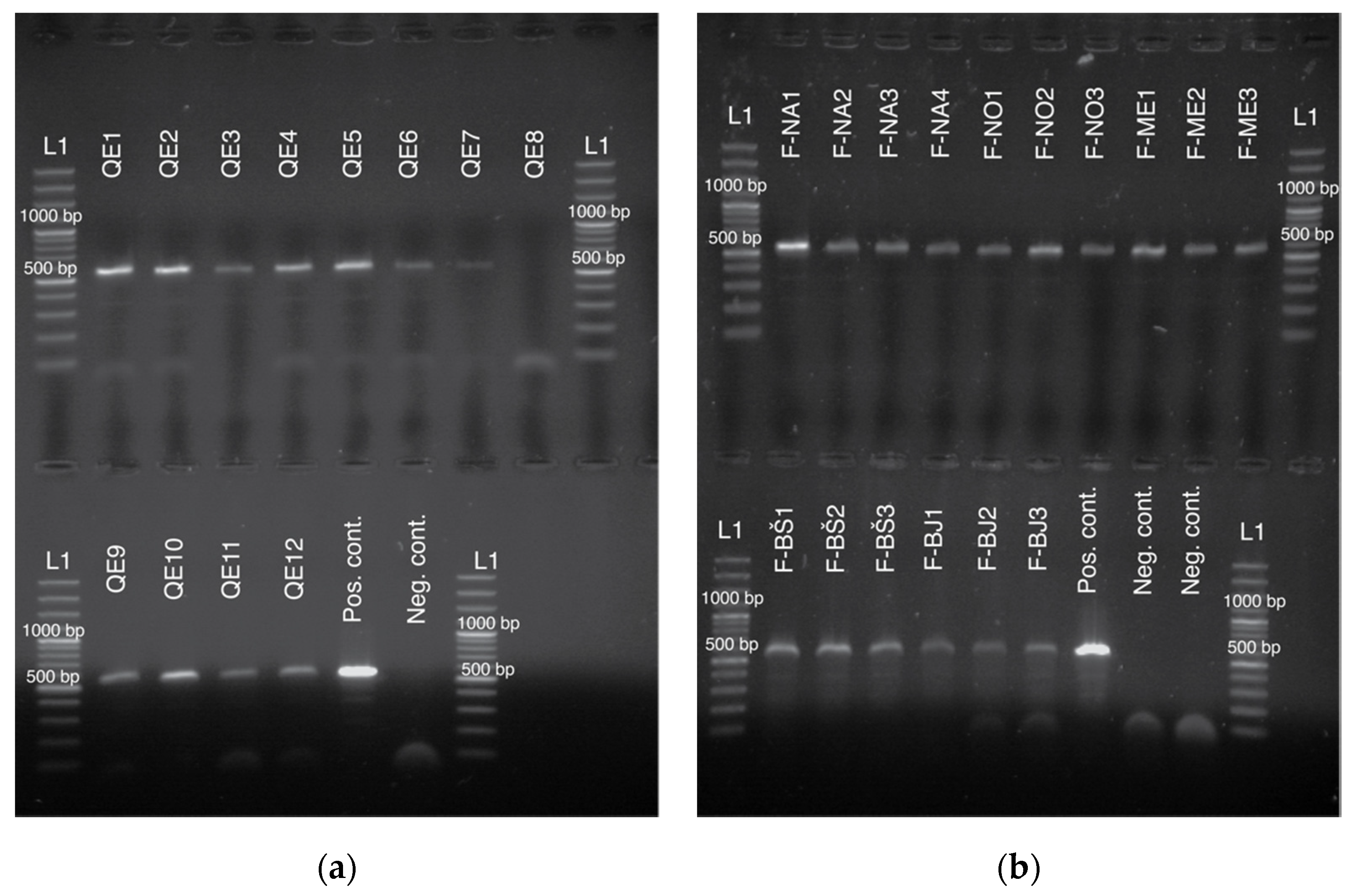 Insects 11 00896 g002