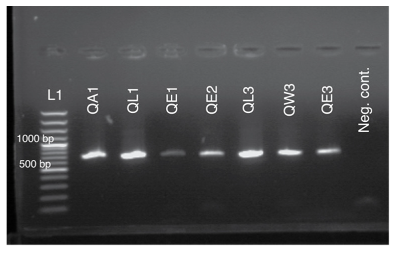 Insects 11 00896 g003