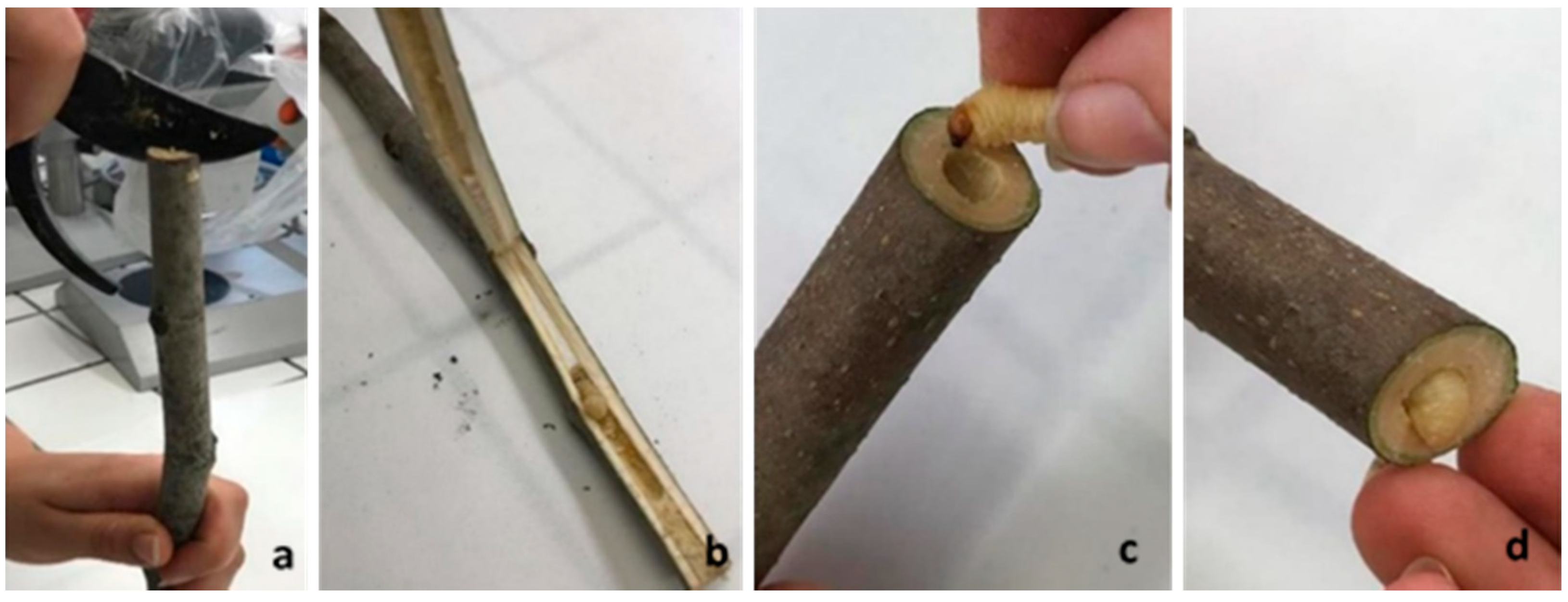 Insects 12 00005 g002 Insects 12 00005 g002