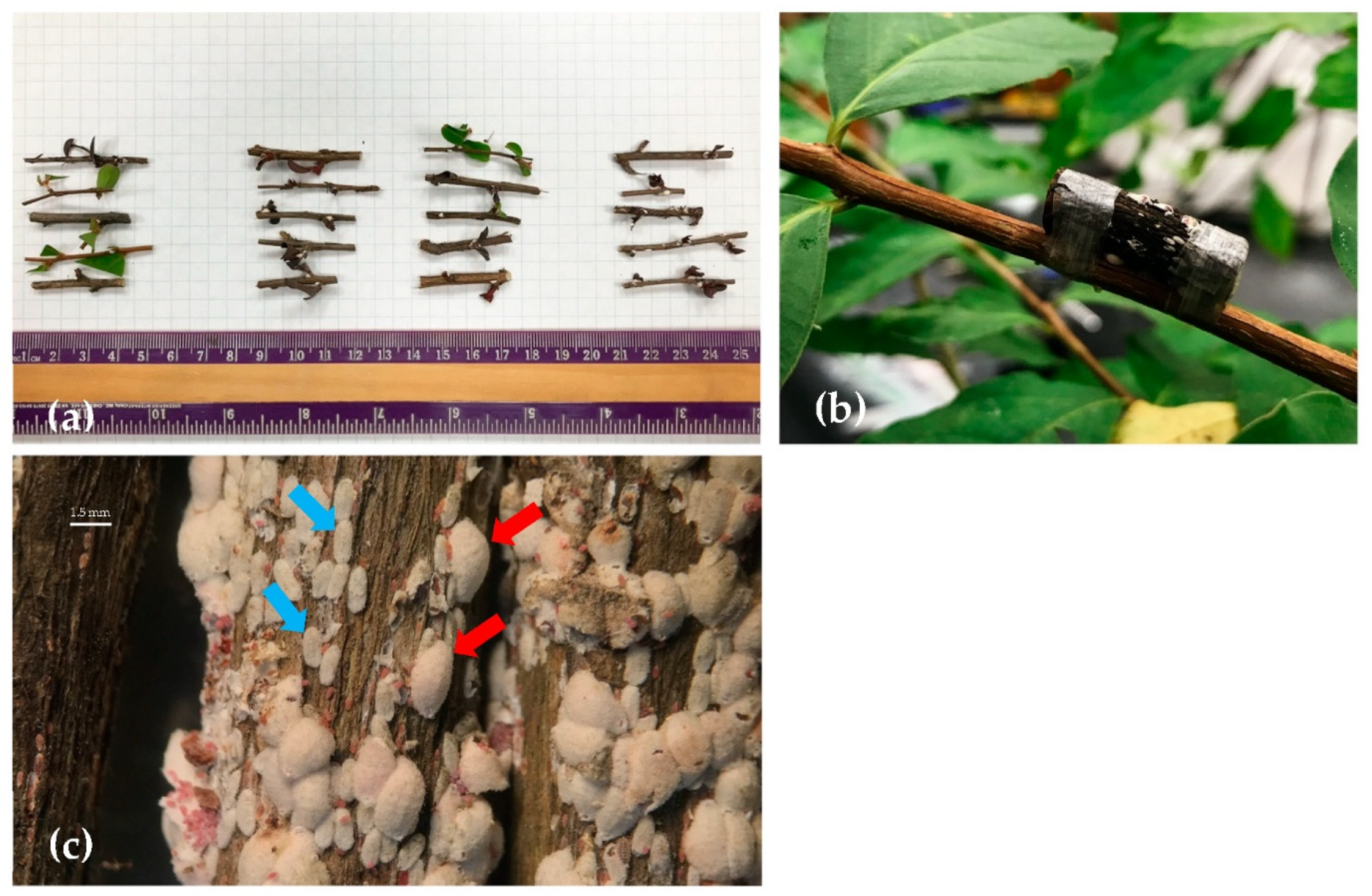 Insects 12 00006 g002