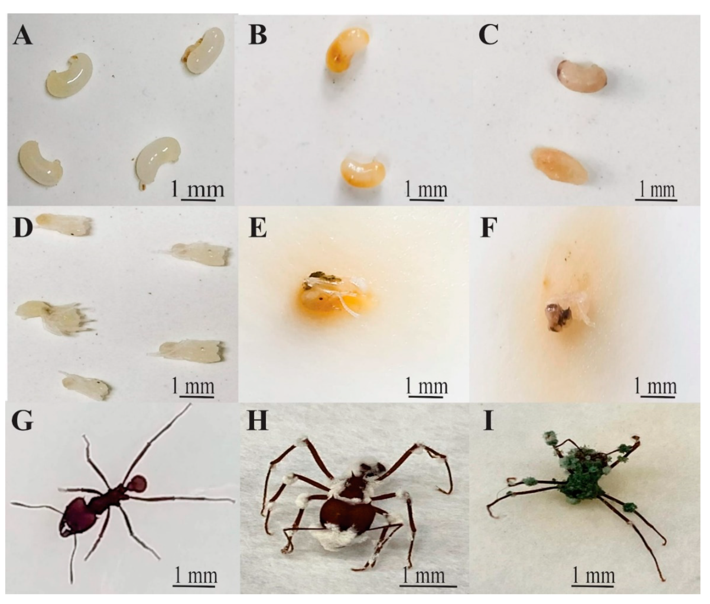 Insects 12 00010 g001