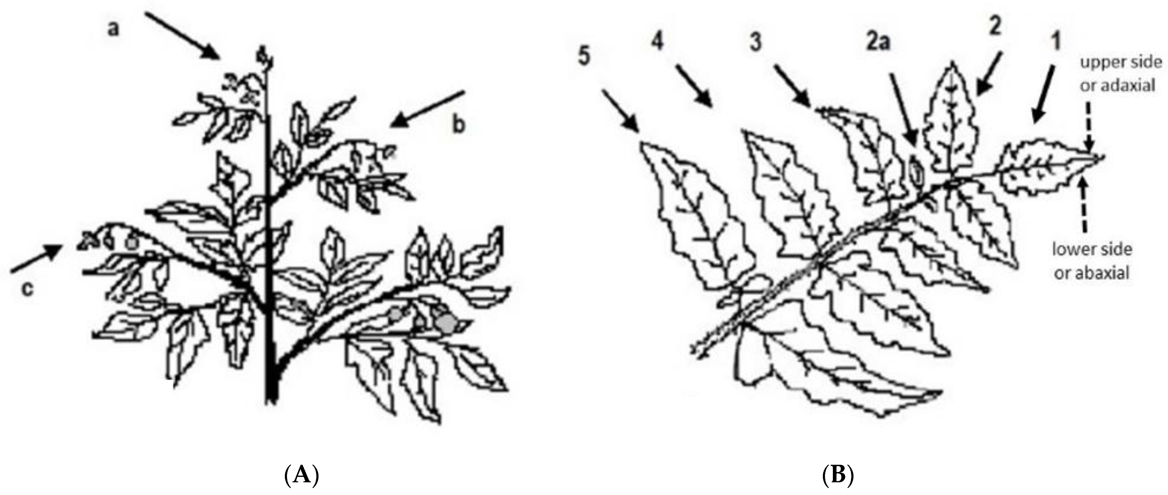 Insects 12 00013 g001 Insects 12 00013 g001