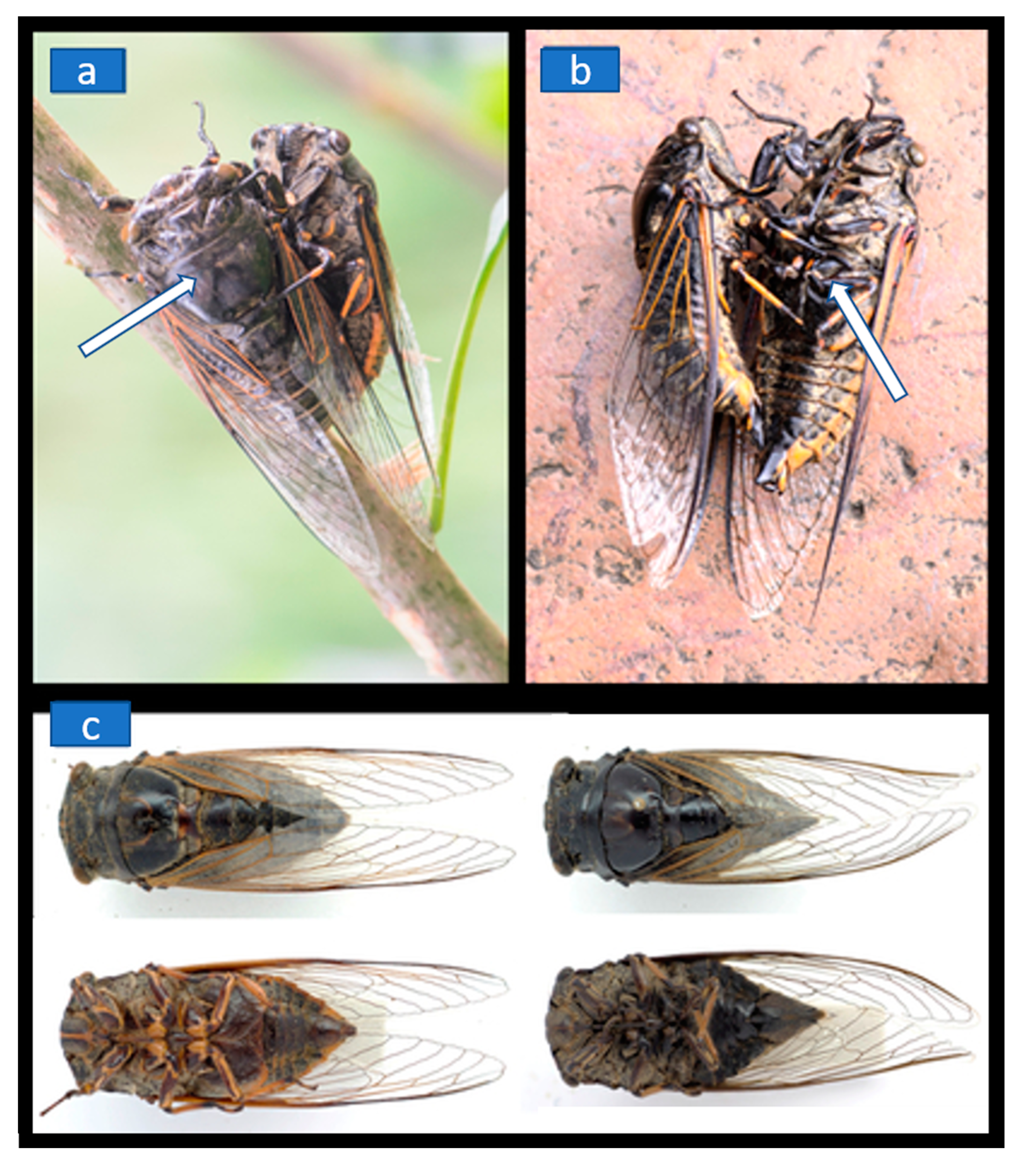 necrophilia First Report of Necrophilia in the Form of Necrocoitus among Insects,  Involving Two Male Cryptotympana atrata (Fabricius, 1775) Cicadas