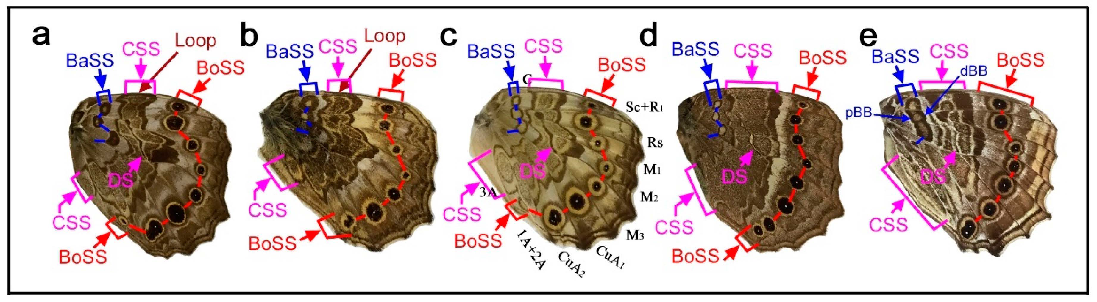 Insects 12 00039 g002