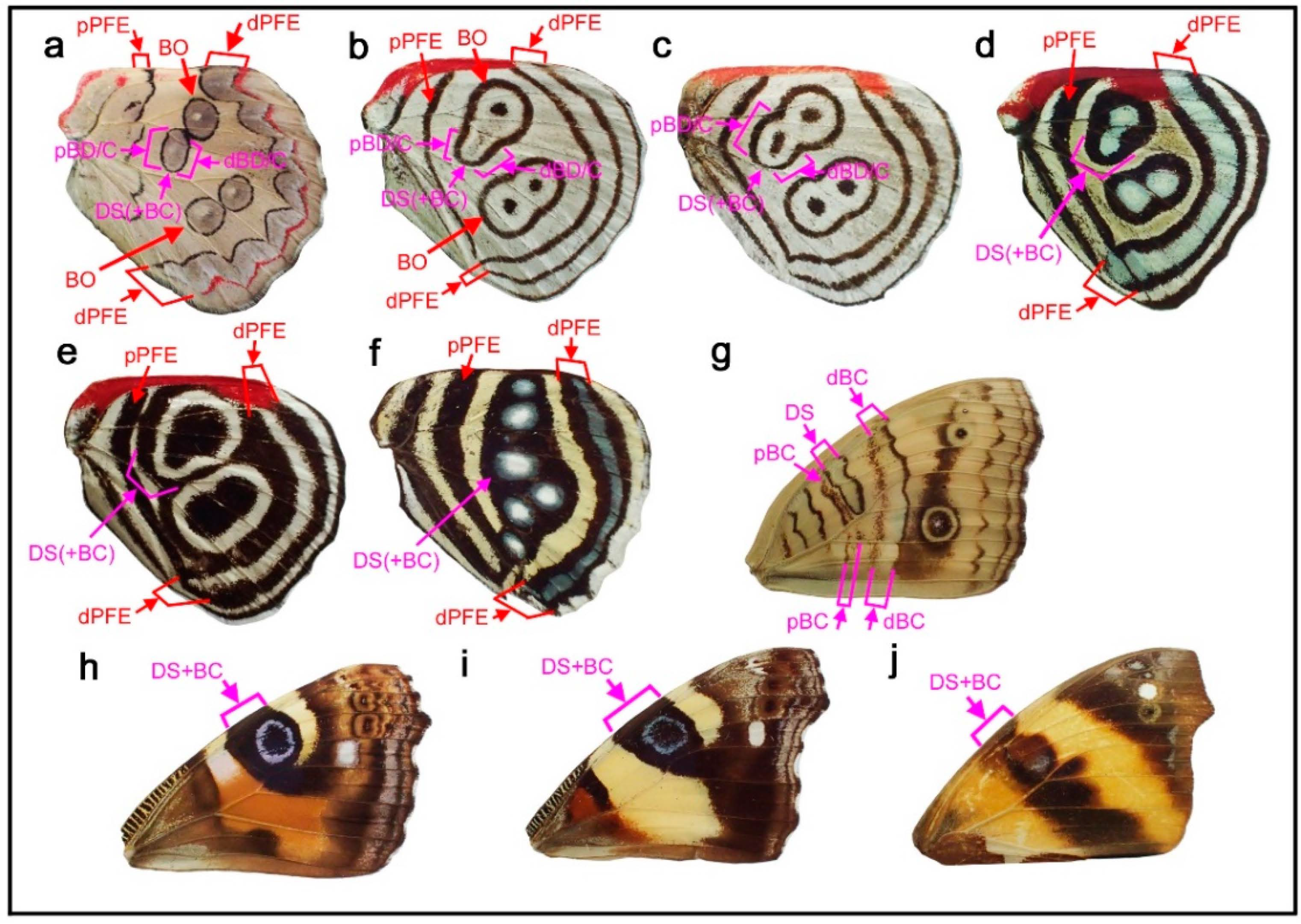 Insects 12 00039 g004