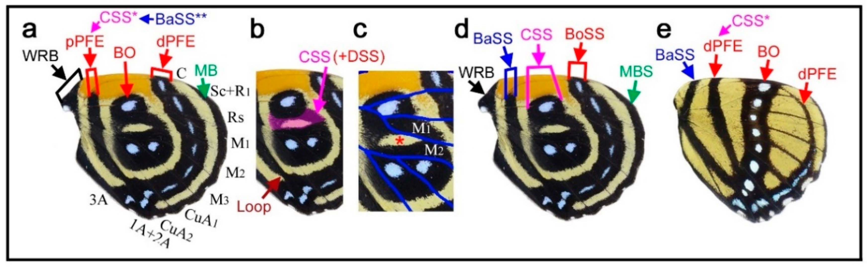Insects 12 00039 g006