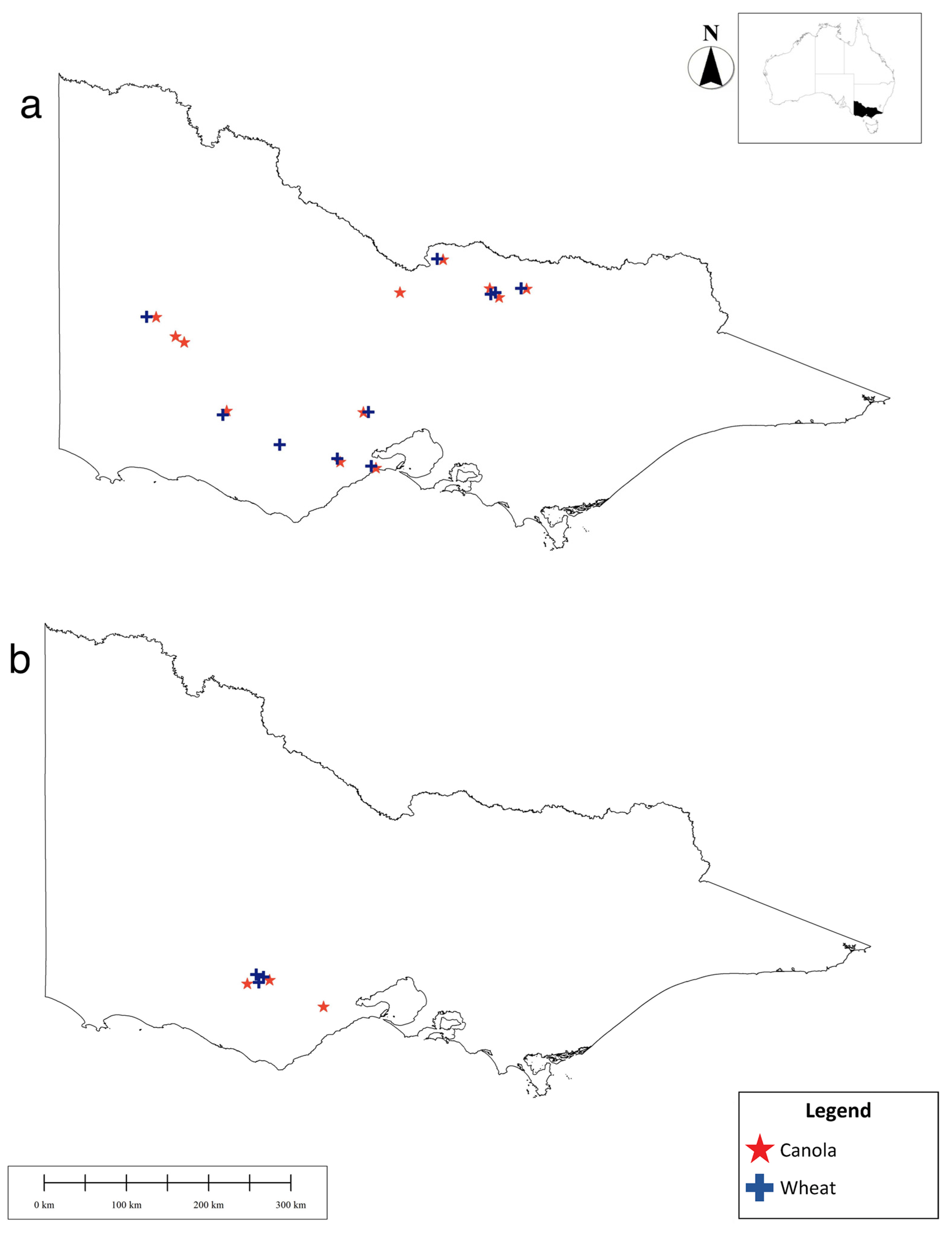 Insects Free Full-Text Hymenopteran Parasitoids of Aphid Pests within Australian Grain Production Landscapes