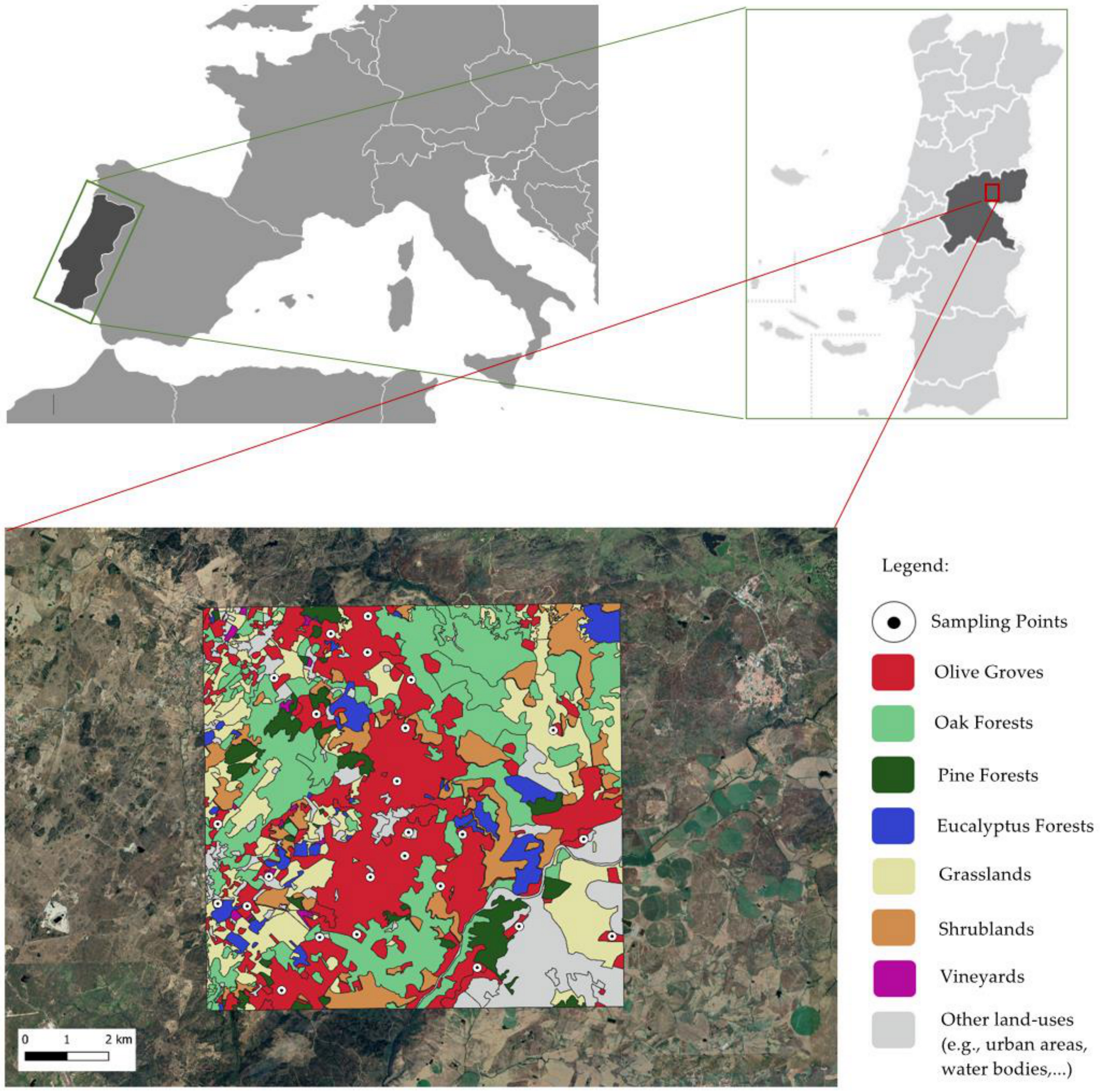Insects Free Full-Text Land-Use Effect on Olive Groves Pest Prays oleae and on Its Potential Biocontrol Agent Chrysoperla carnea