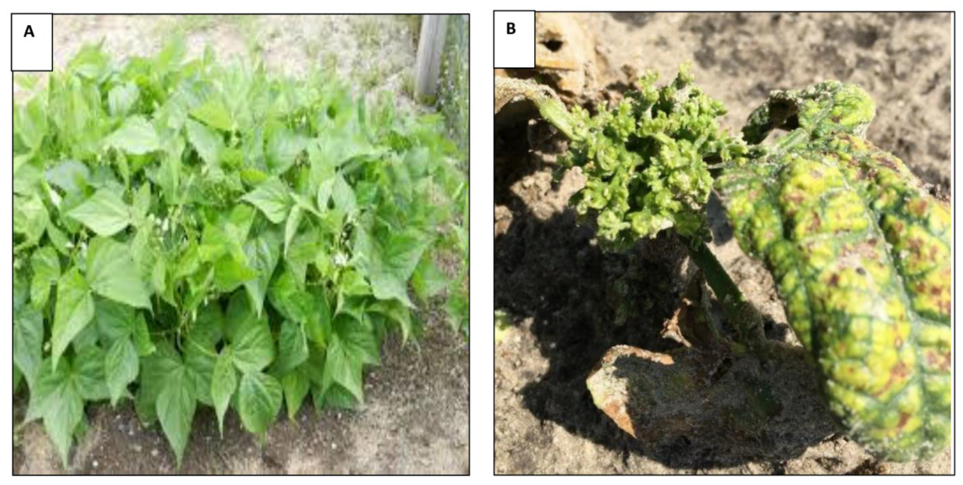 Insects 12 00049 g001