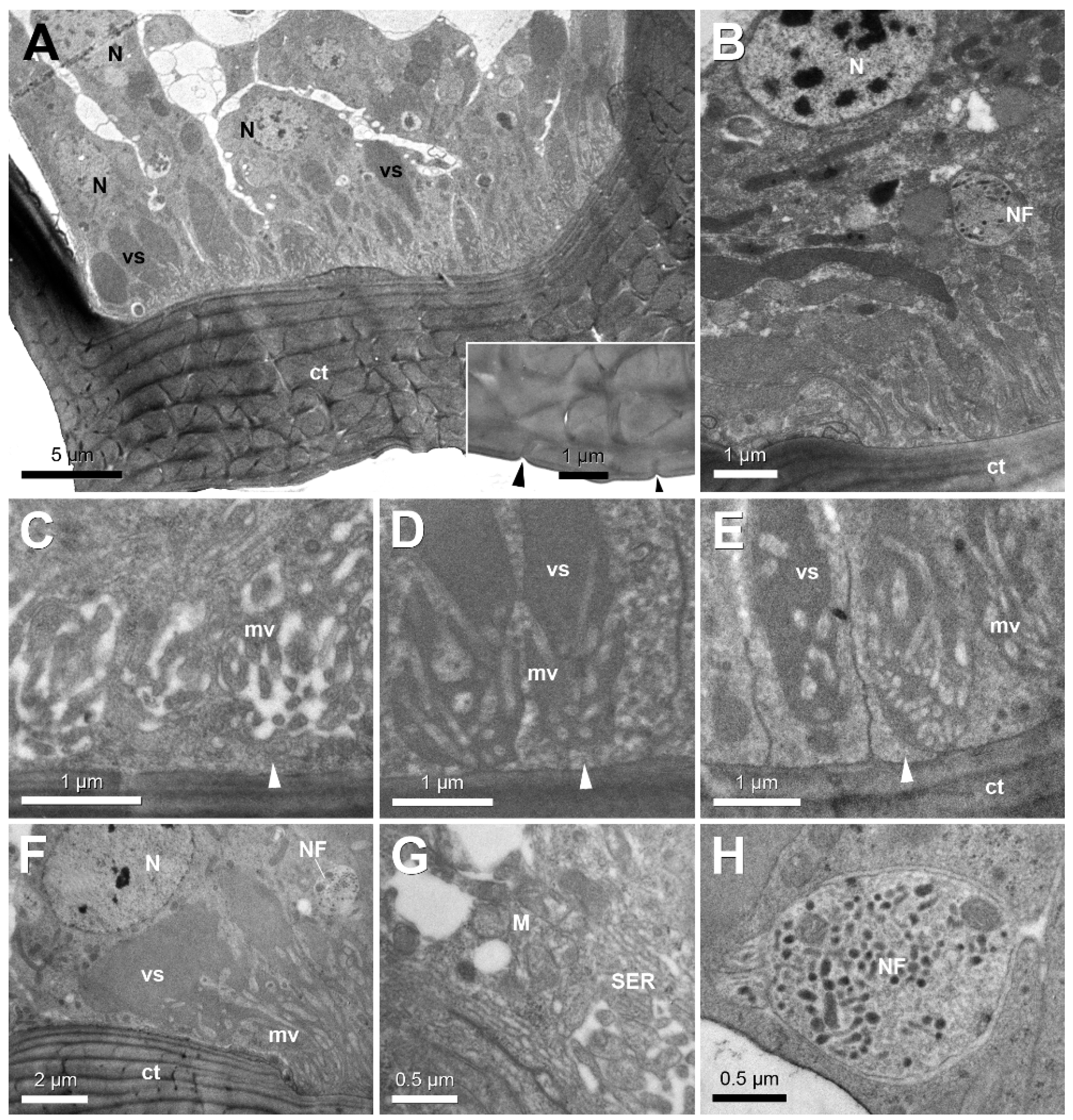 Insects 12 00050 g004 Insects 12 00050 g004
