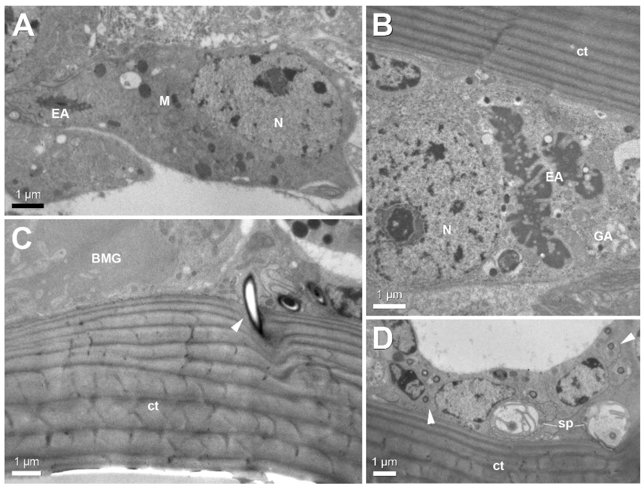 Insects 12 00050 g005 Insects 12 00050 g005