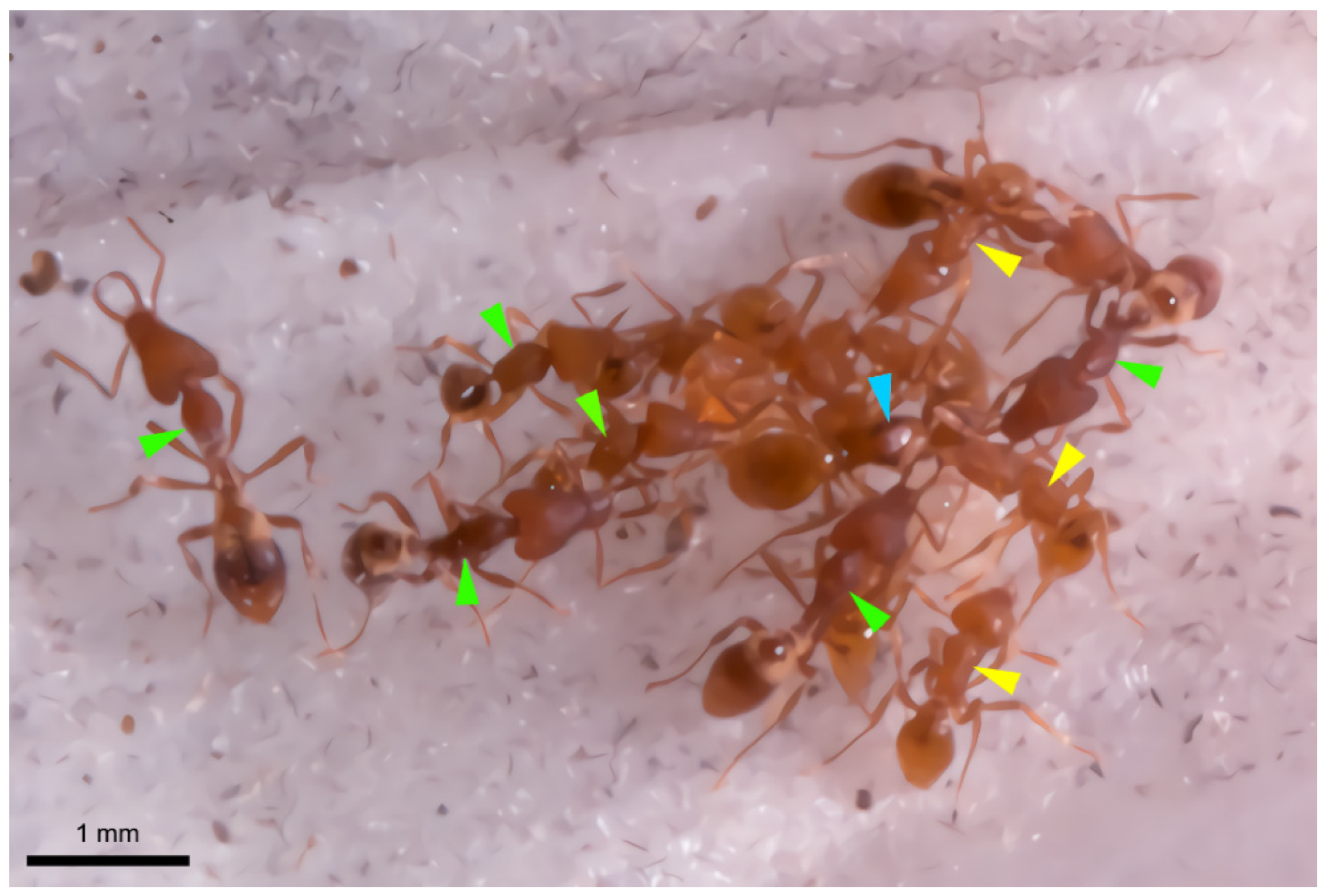 Insects 12 00050 g006 Insects 12 00050 g006