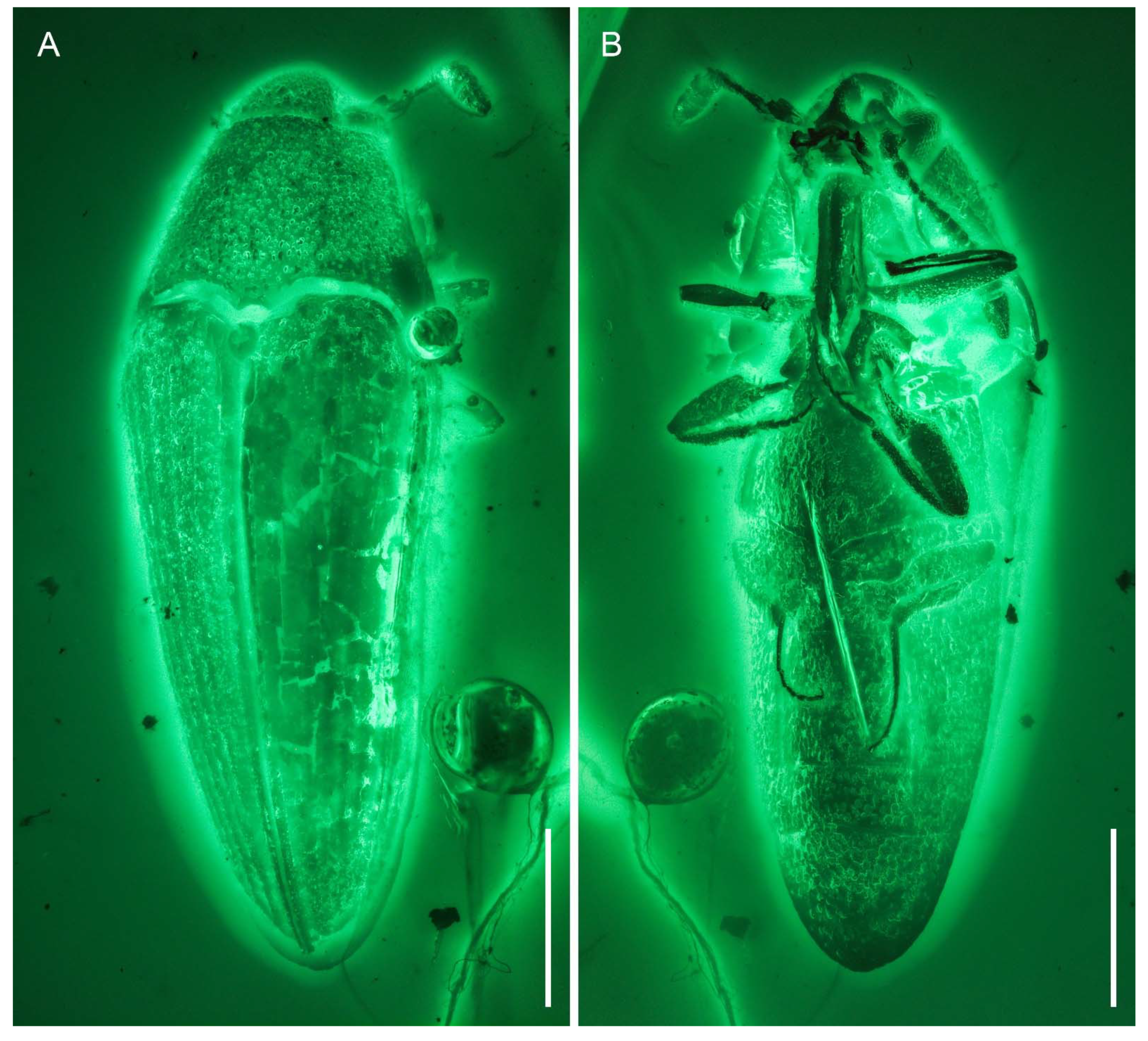 Insects 12 00063 g002