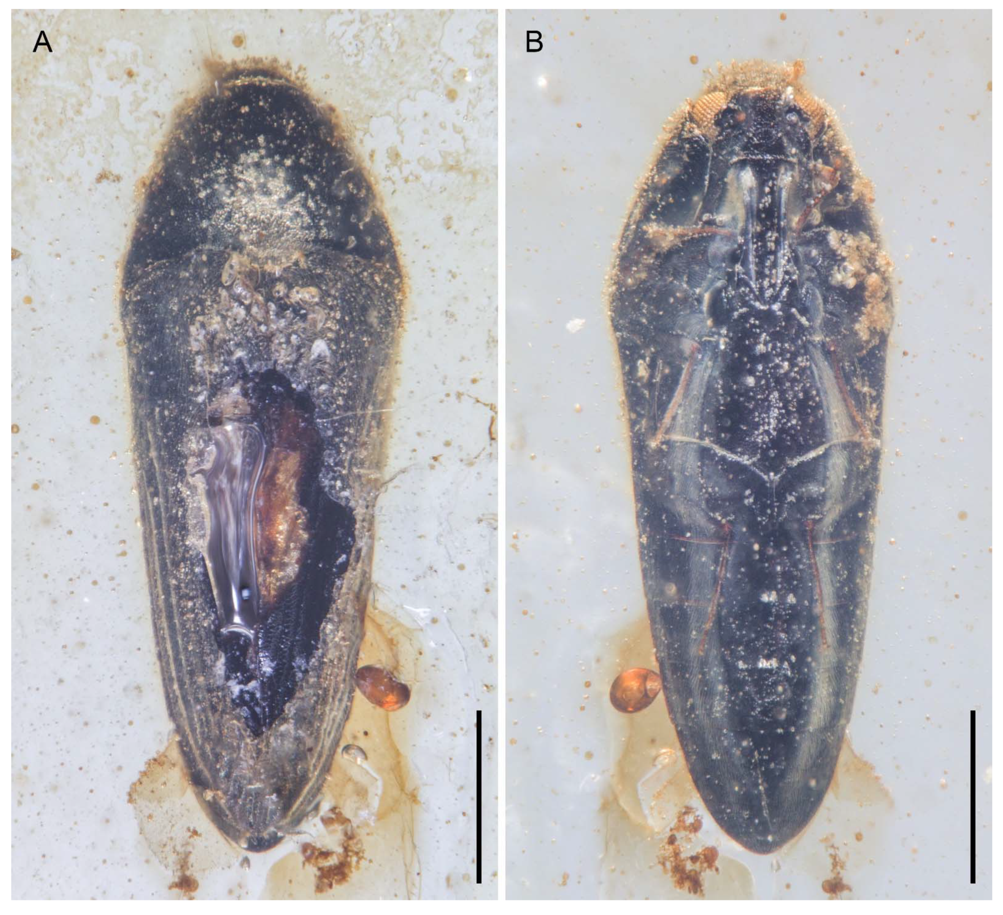 Insects 12 00063 g004