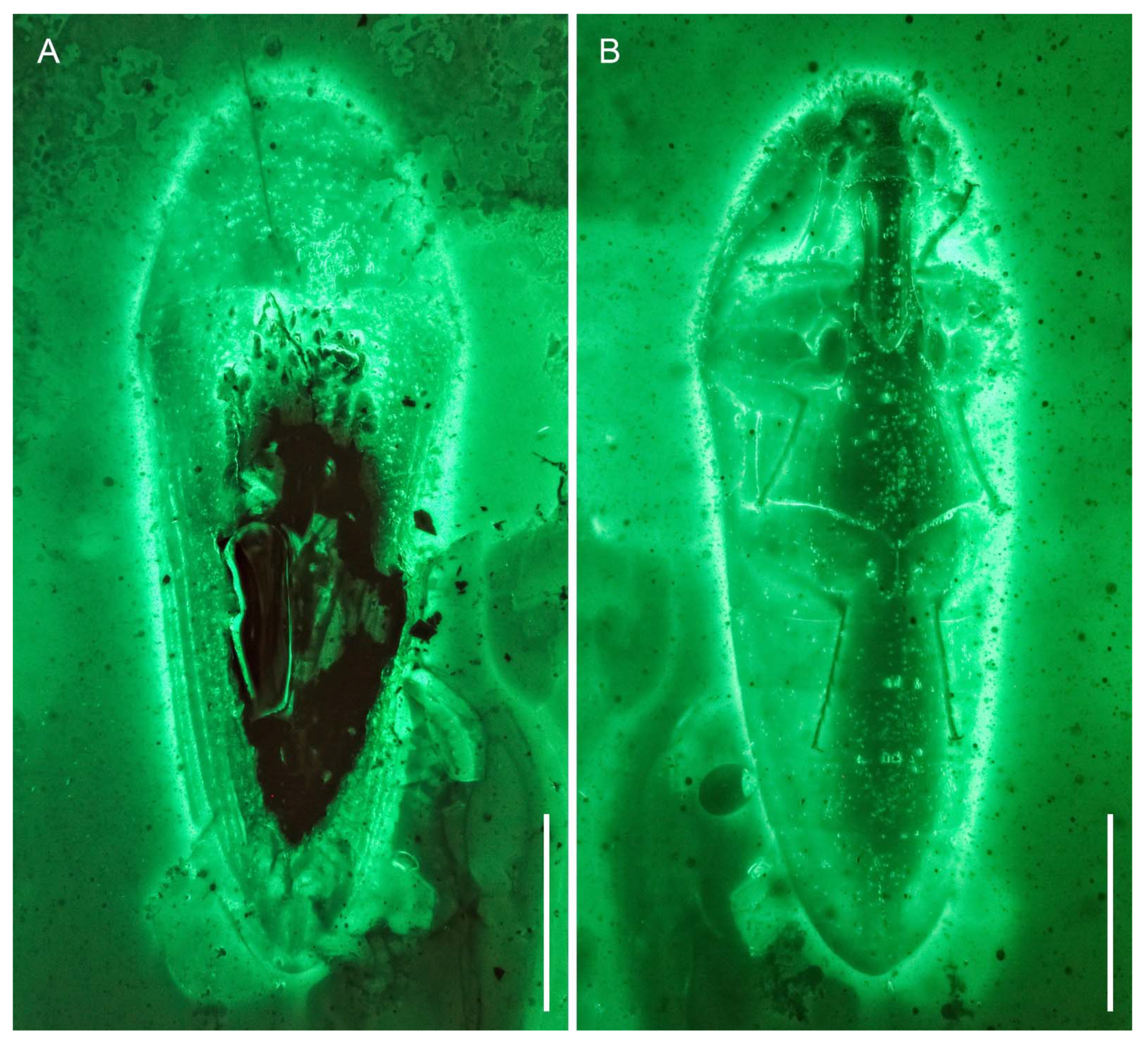 Insects 12 00063 g005