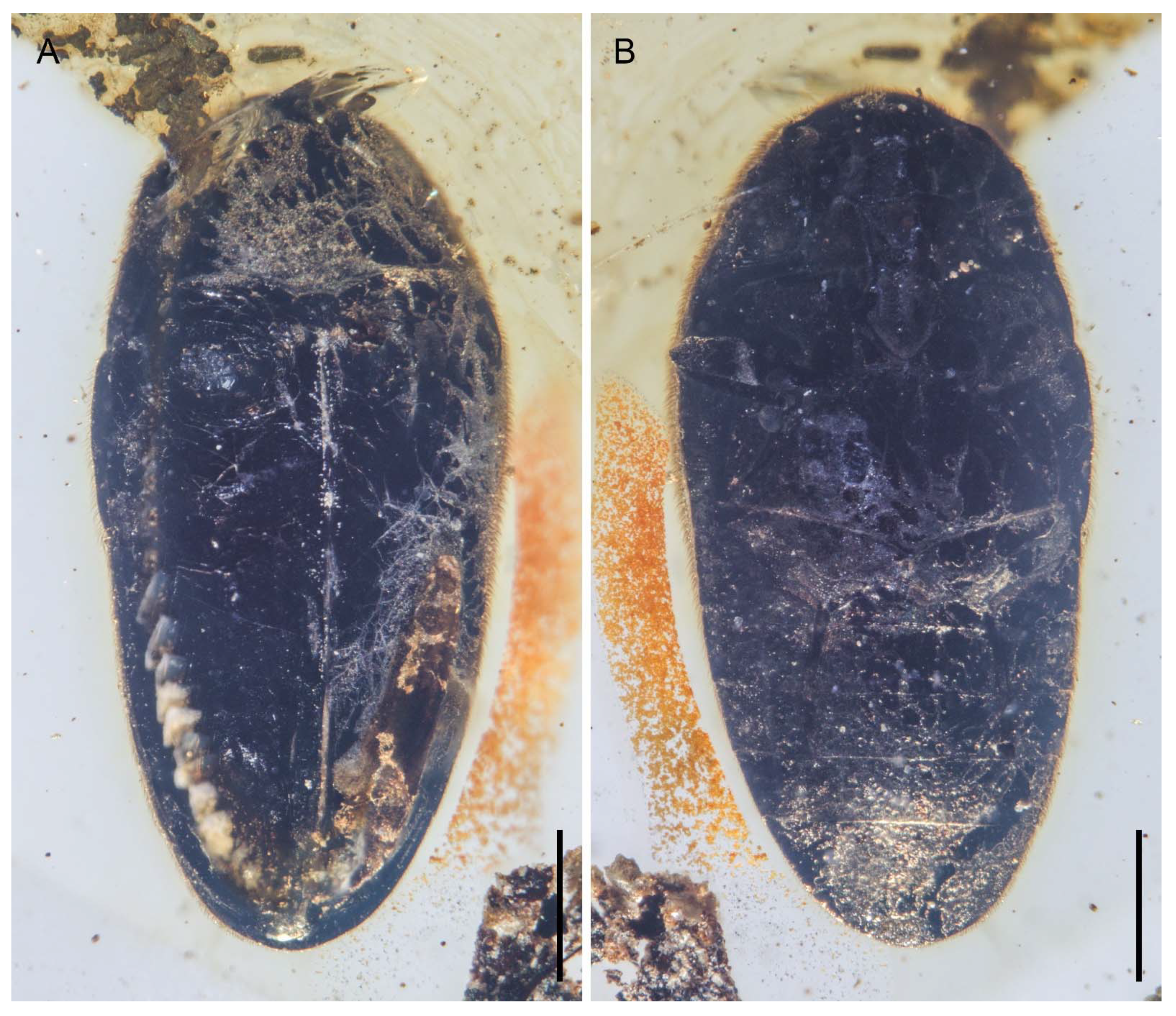 Insects 12 00063 g007