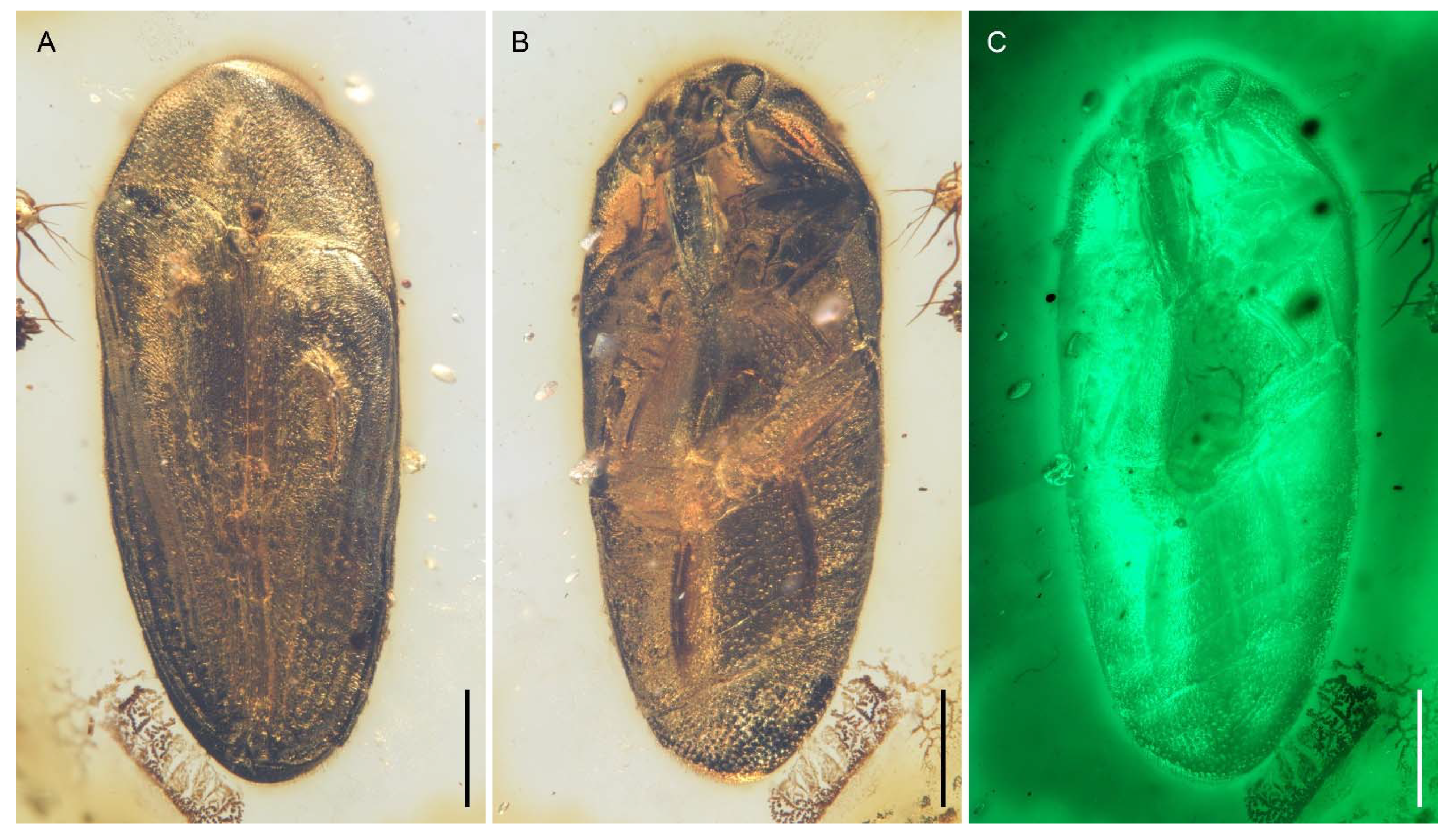 Insects 12 00063 g009