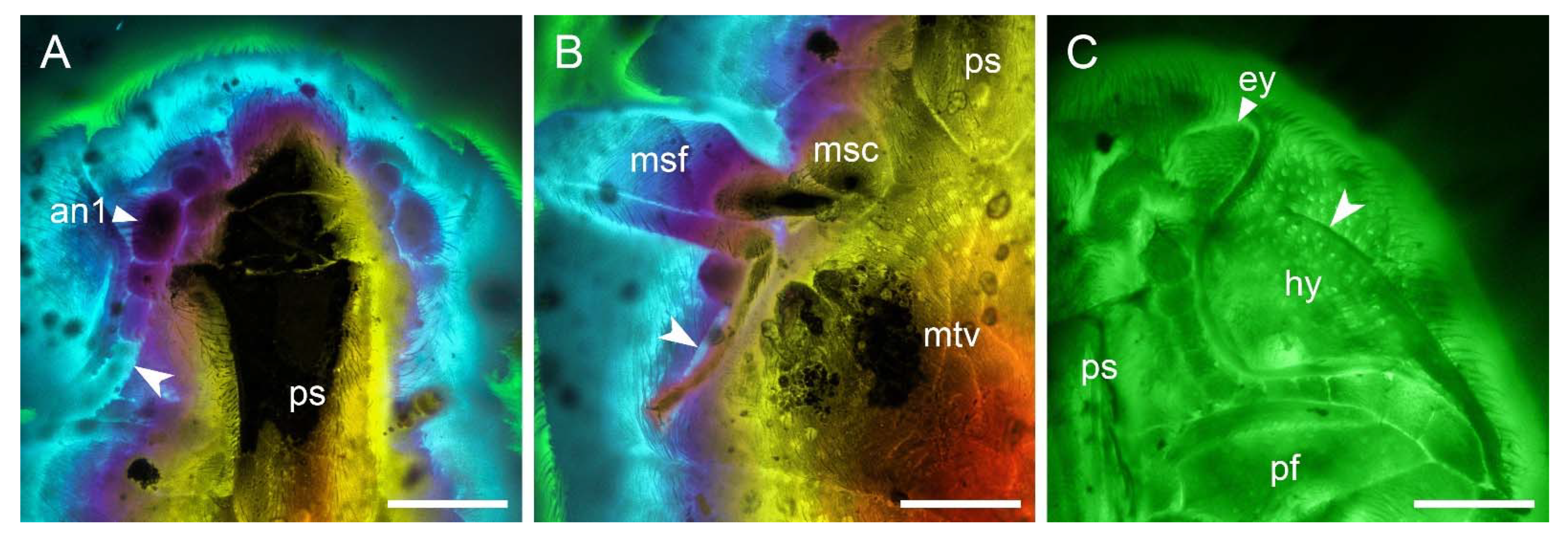 Insects 12 00063 g010