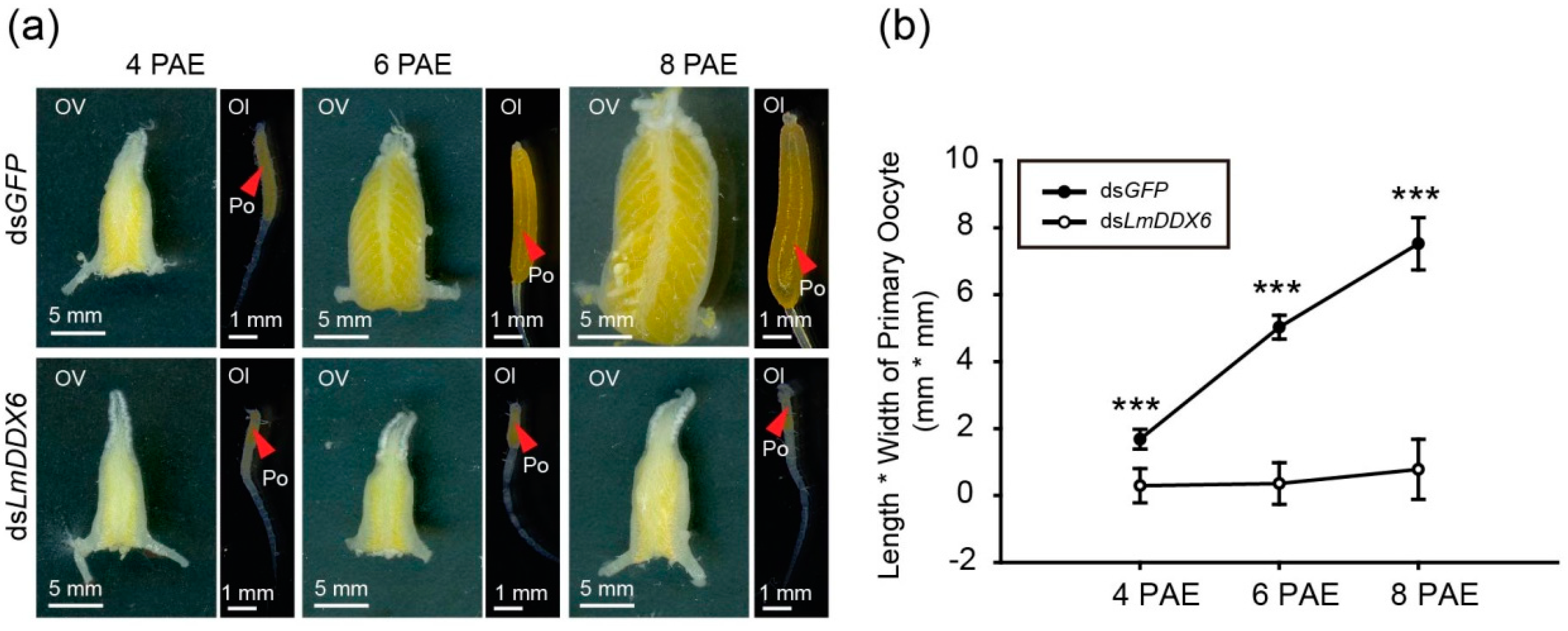 Insects 12 00070 g004