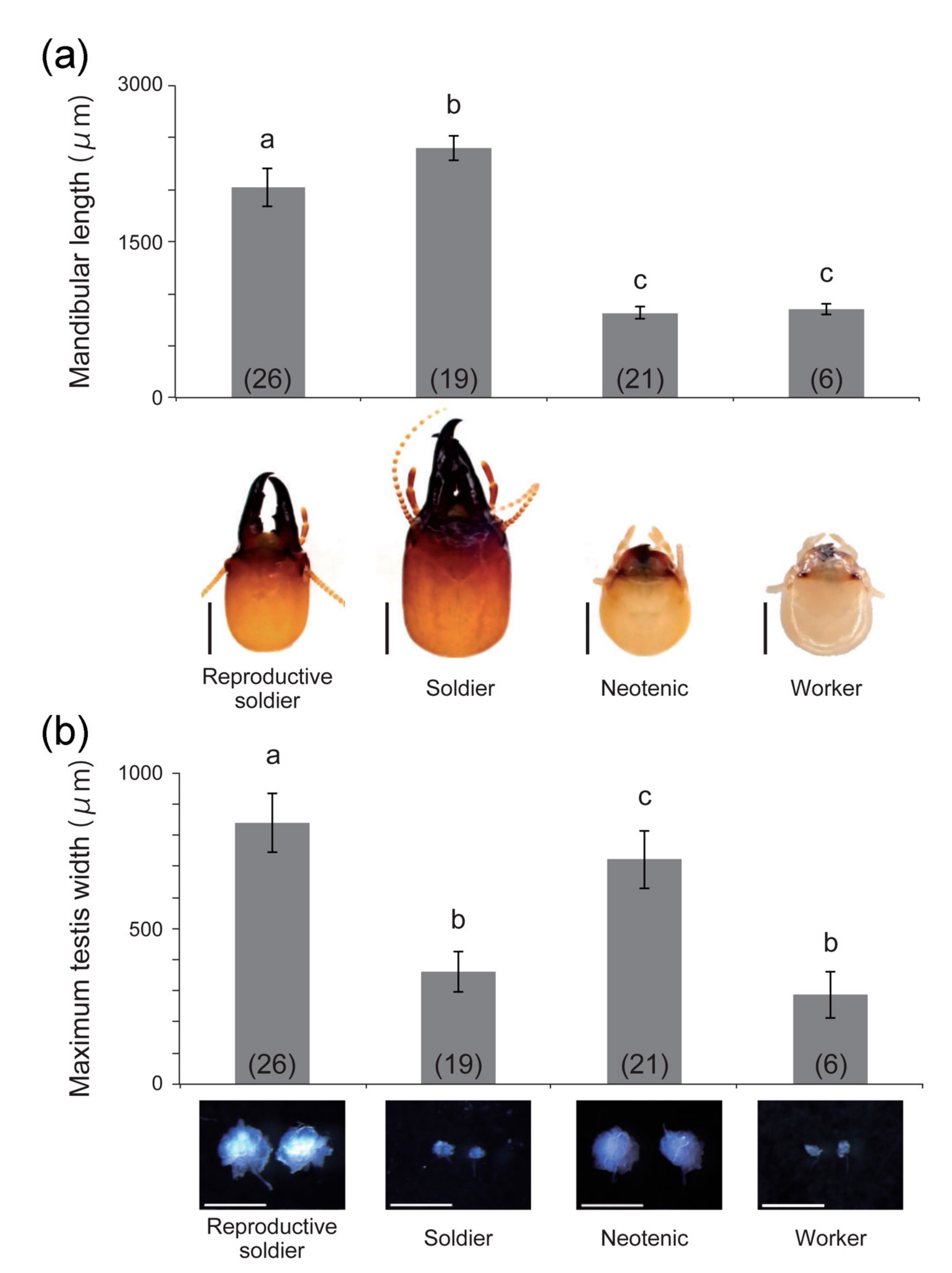 Insects 12 00076 g003