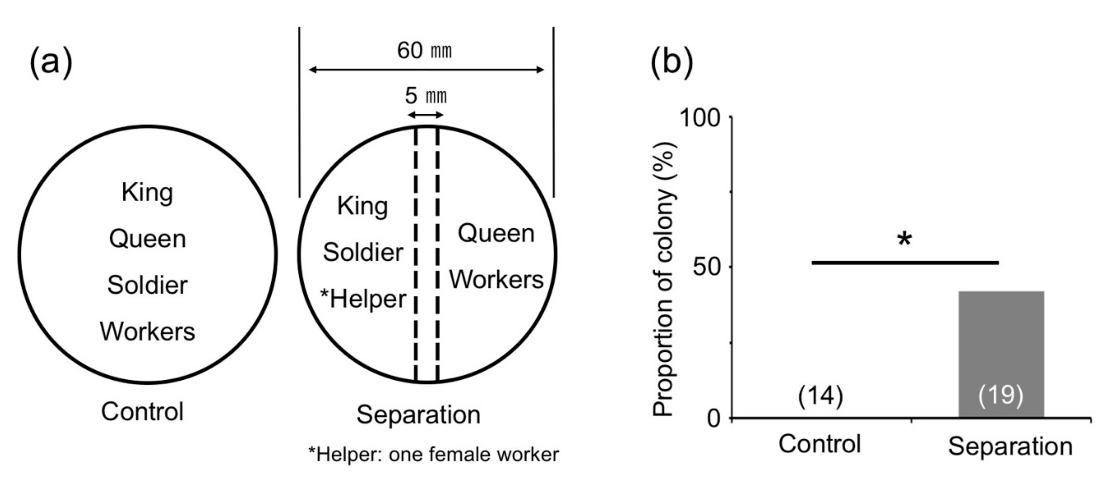 Insects Free Full Text Reproductive Soldier Development Is Controlled By Direct Physical Interactions With Reproductive And Soldier Termites Html