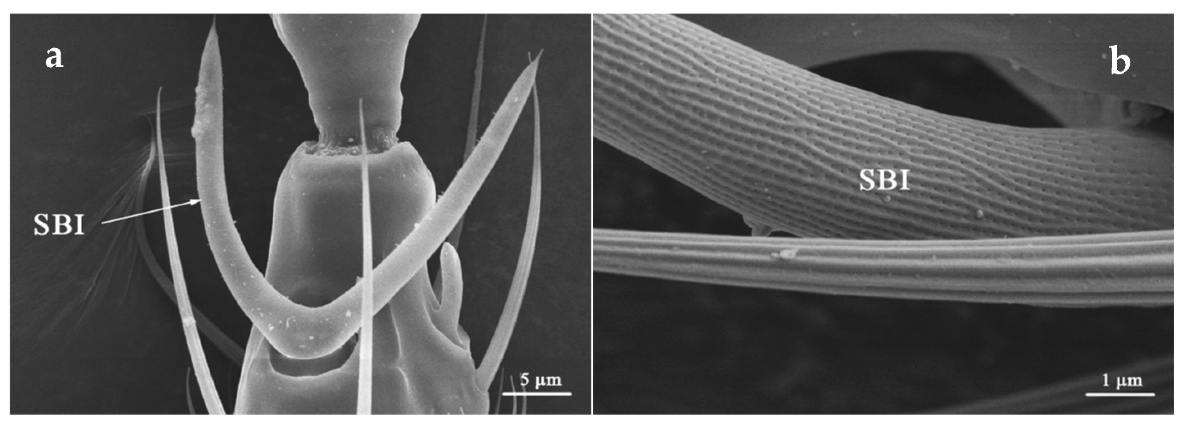 Insects 12 00081 g003