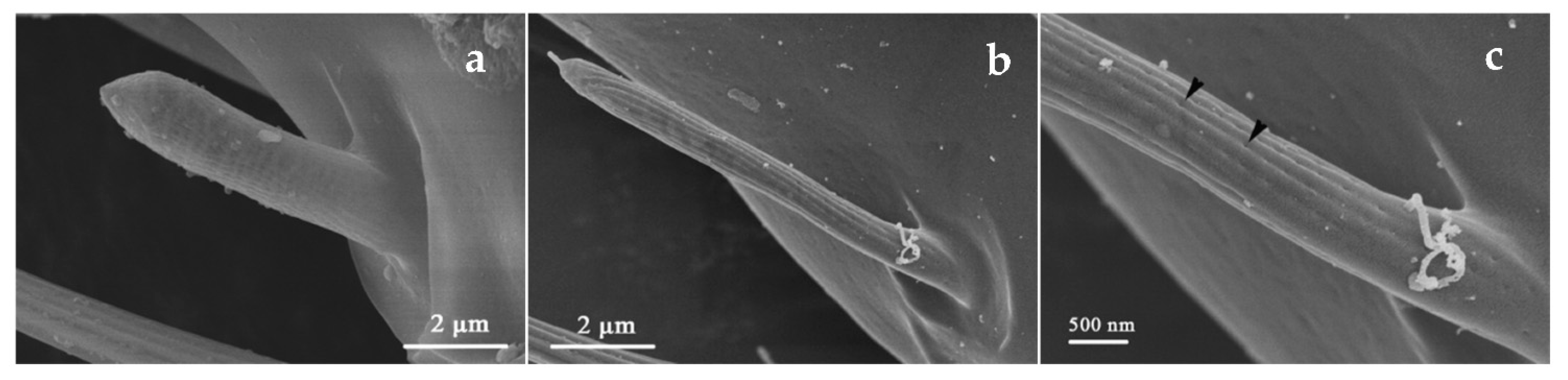 Insects 12 00081 g004