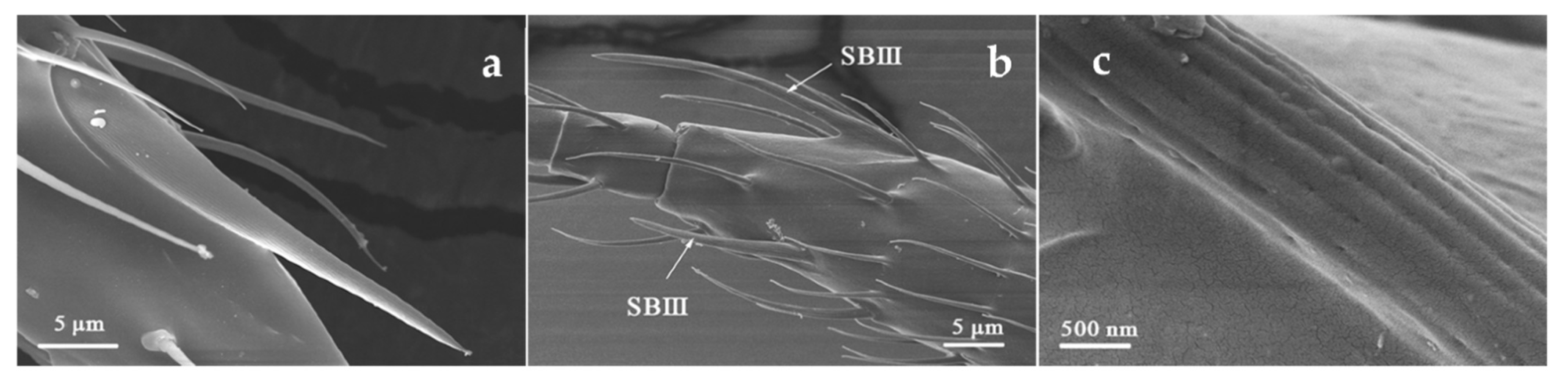 Insects 12 00081 g005