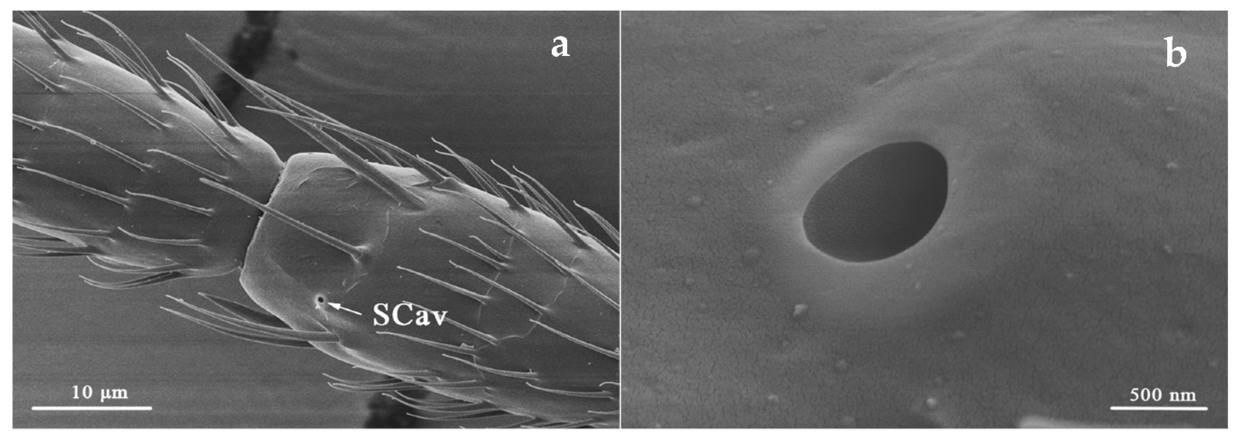 Insects 12 00081 g007