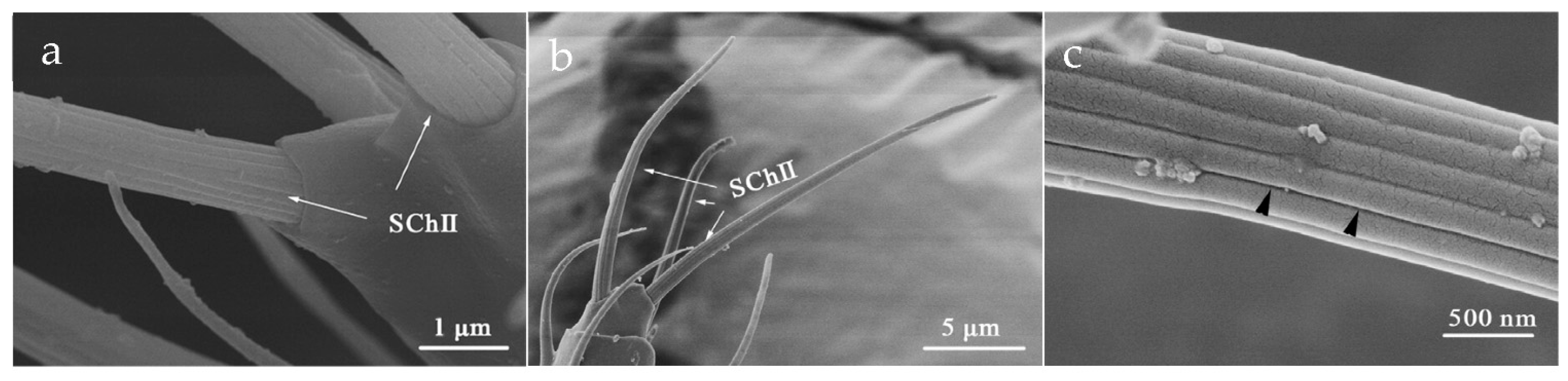 Insects 12 00081 g009