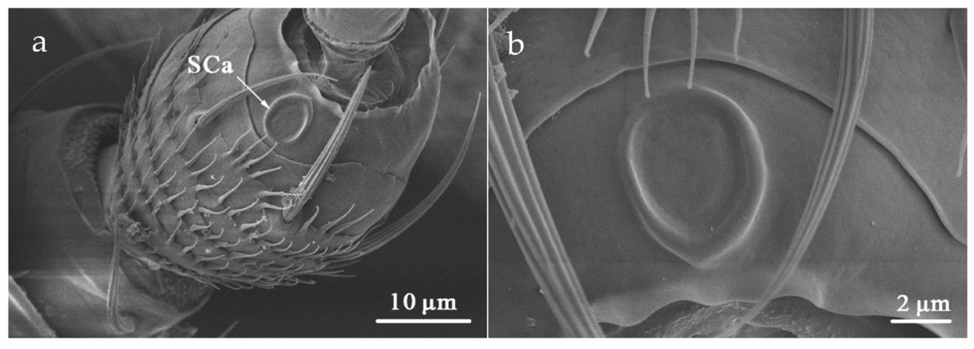 Insects 12 00081 g010
