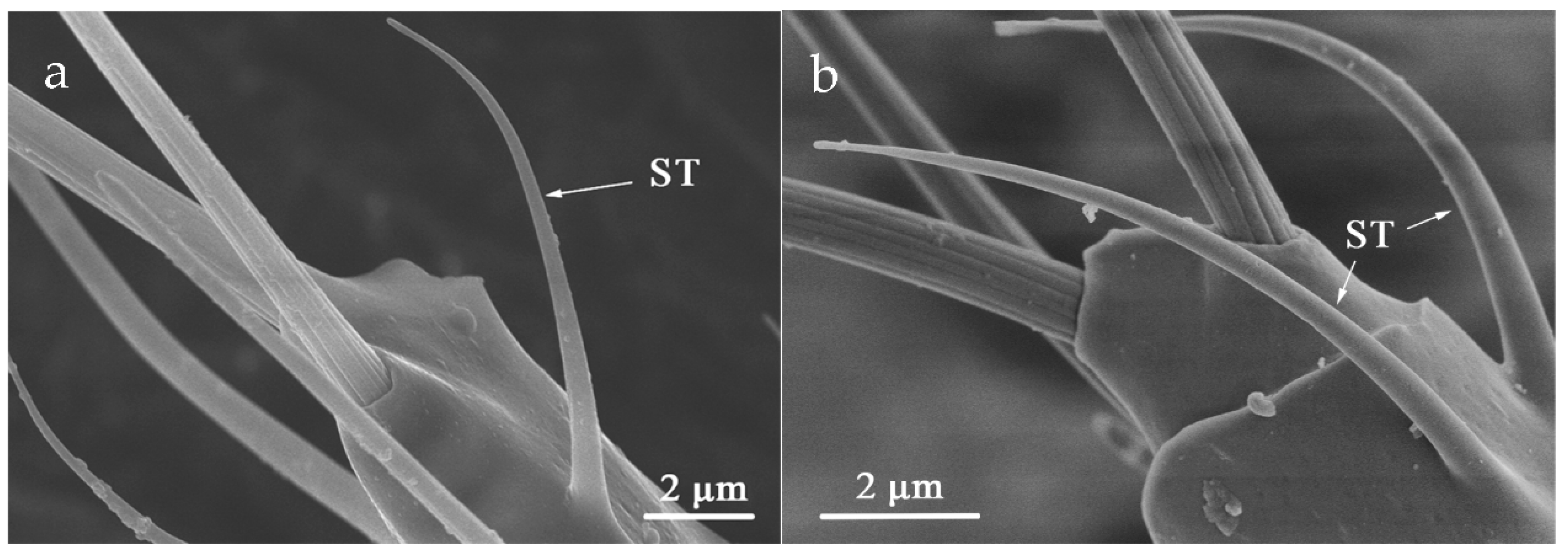 Insects 12 00081 g011