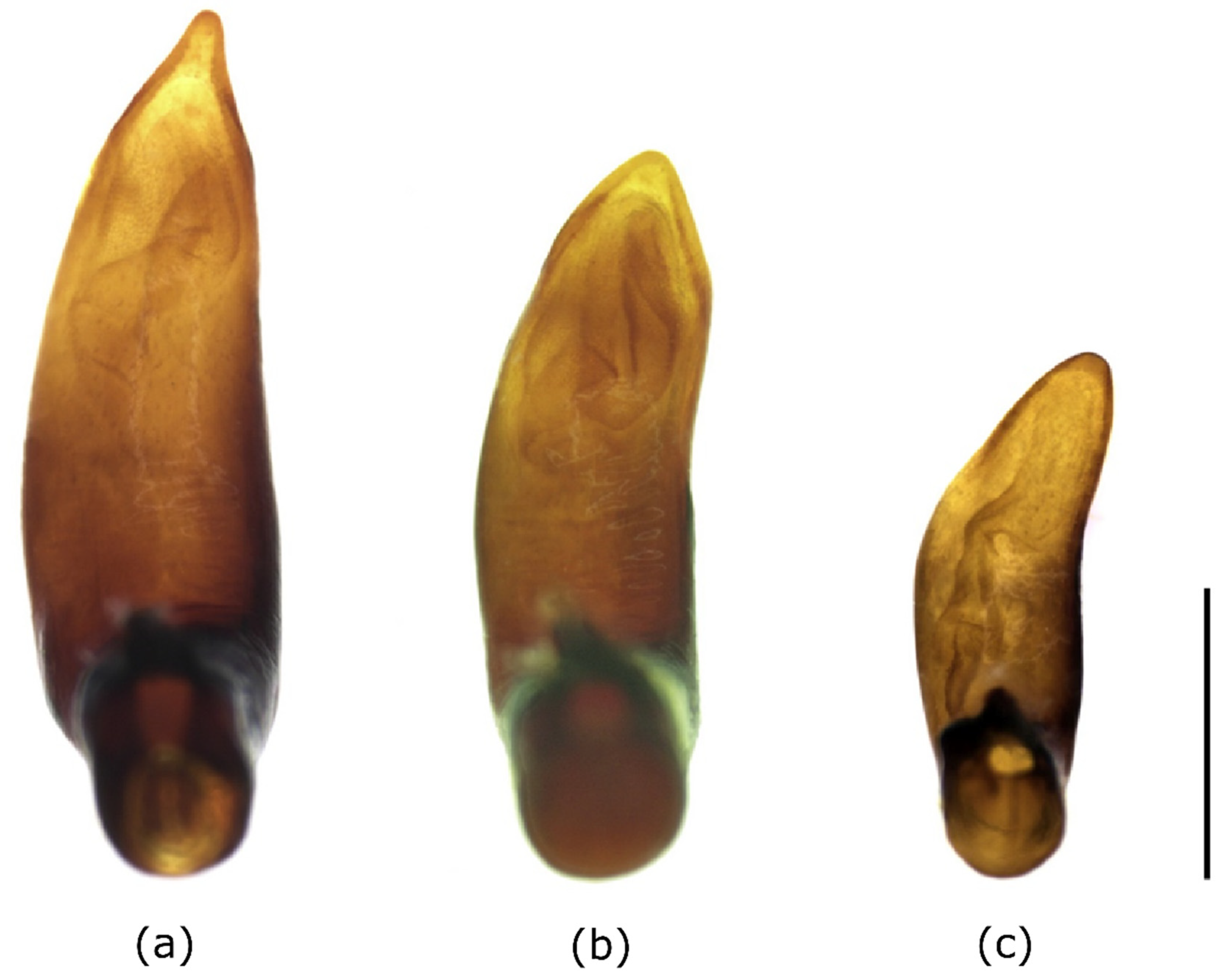 Insects 12 00084 g003